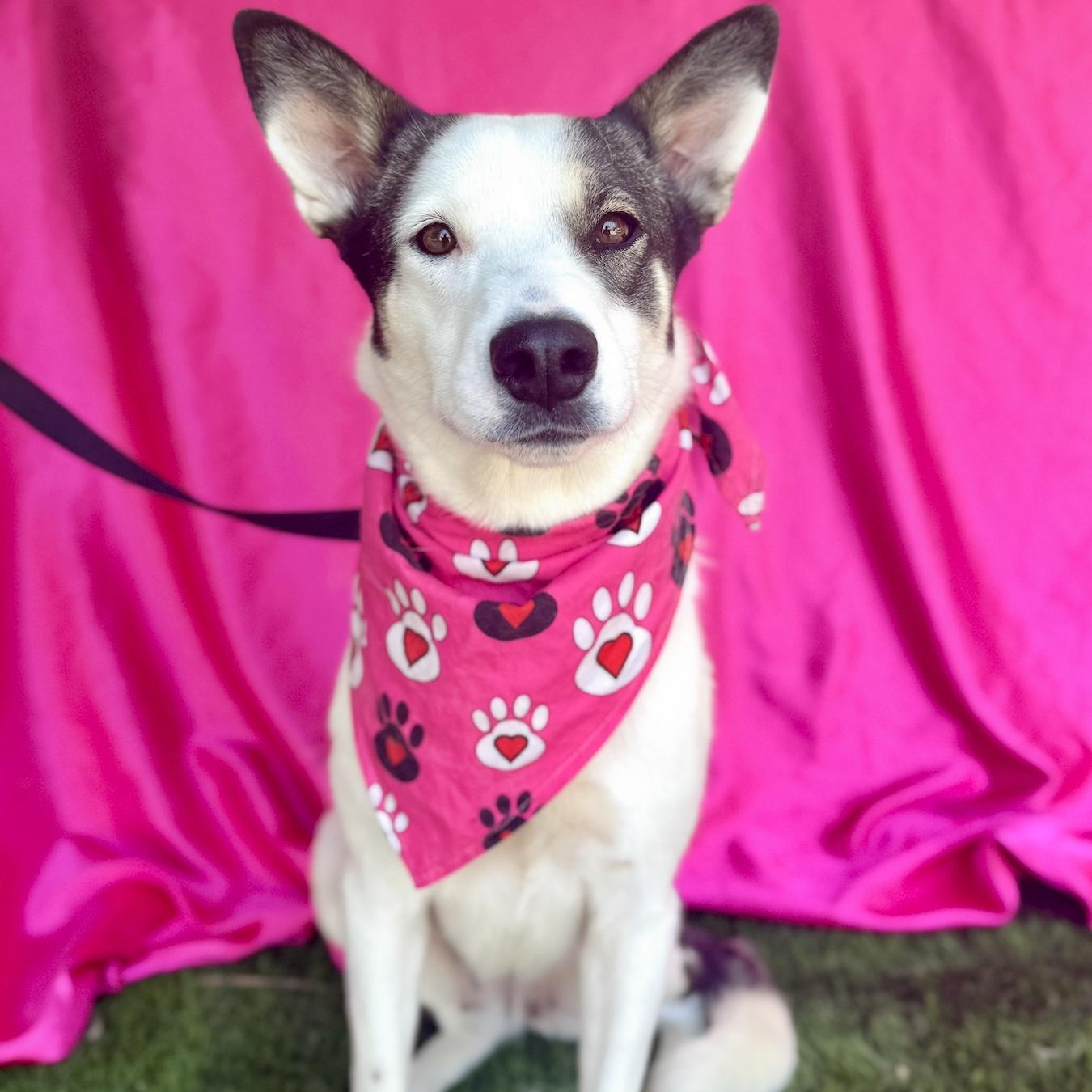 ALLY, a Adoptable mixed breed in Rowland Heights, CA image 2/6