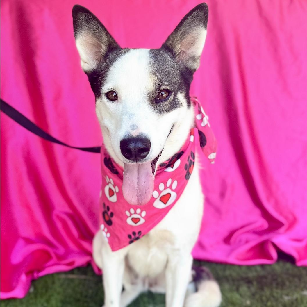 ALLY, a Adoptable mixed breed in Rowland Heights, CA image 4/6