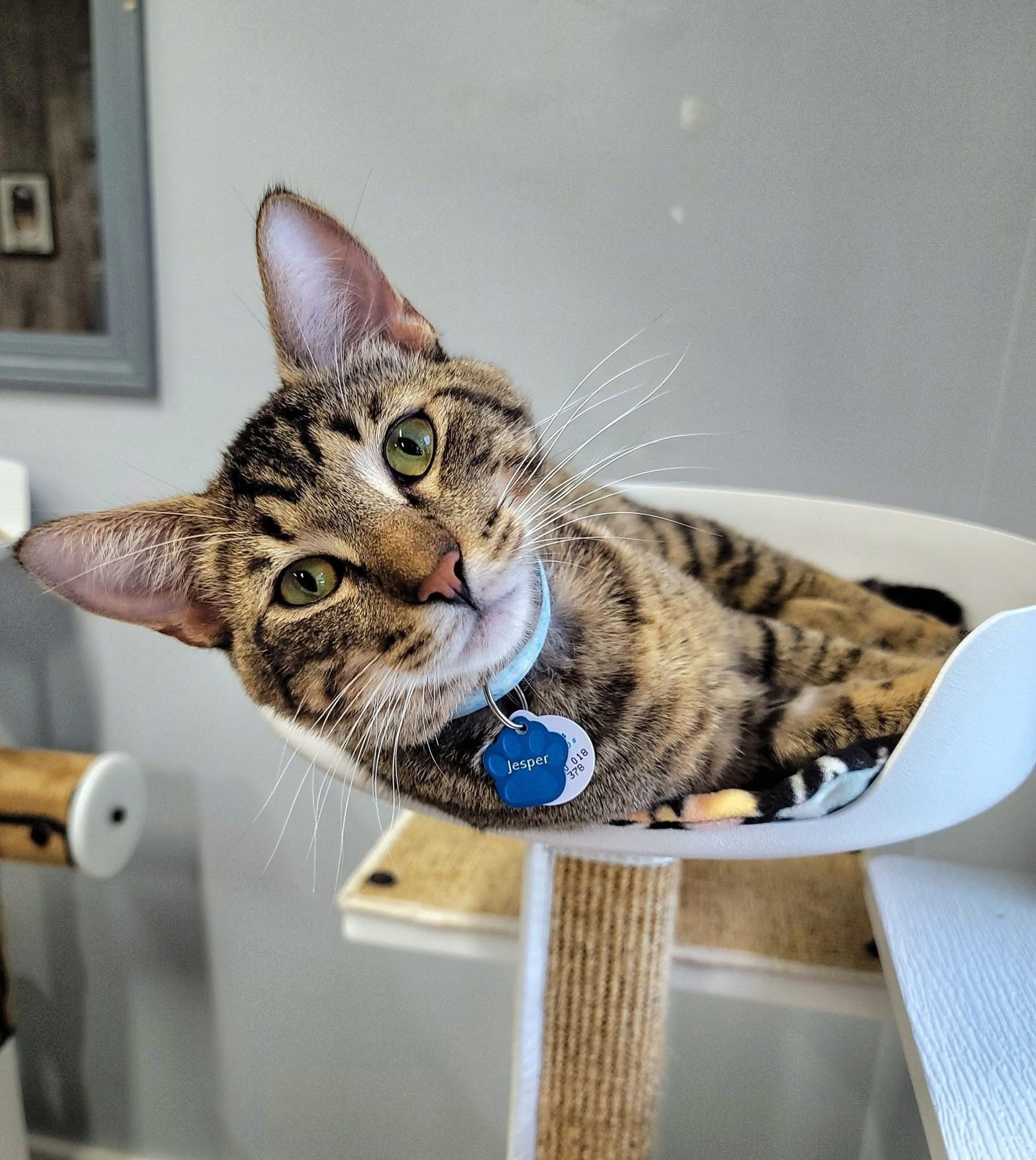 Jesper, Adult Male Domestic Short Hair