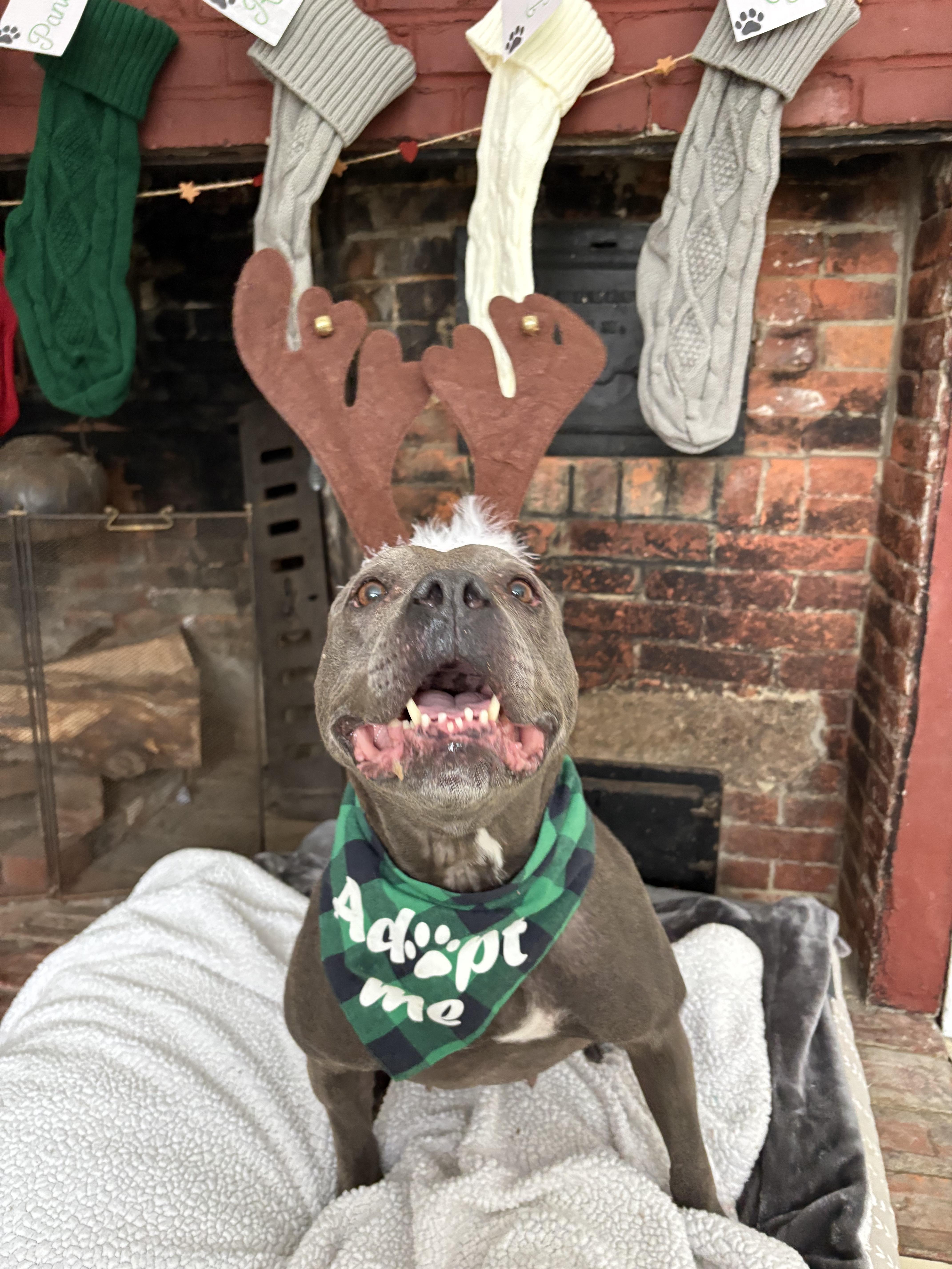 Enlarge Blue, a ADOPTABLE mixed breed in New Boston, NH image 1/5