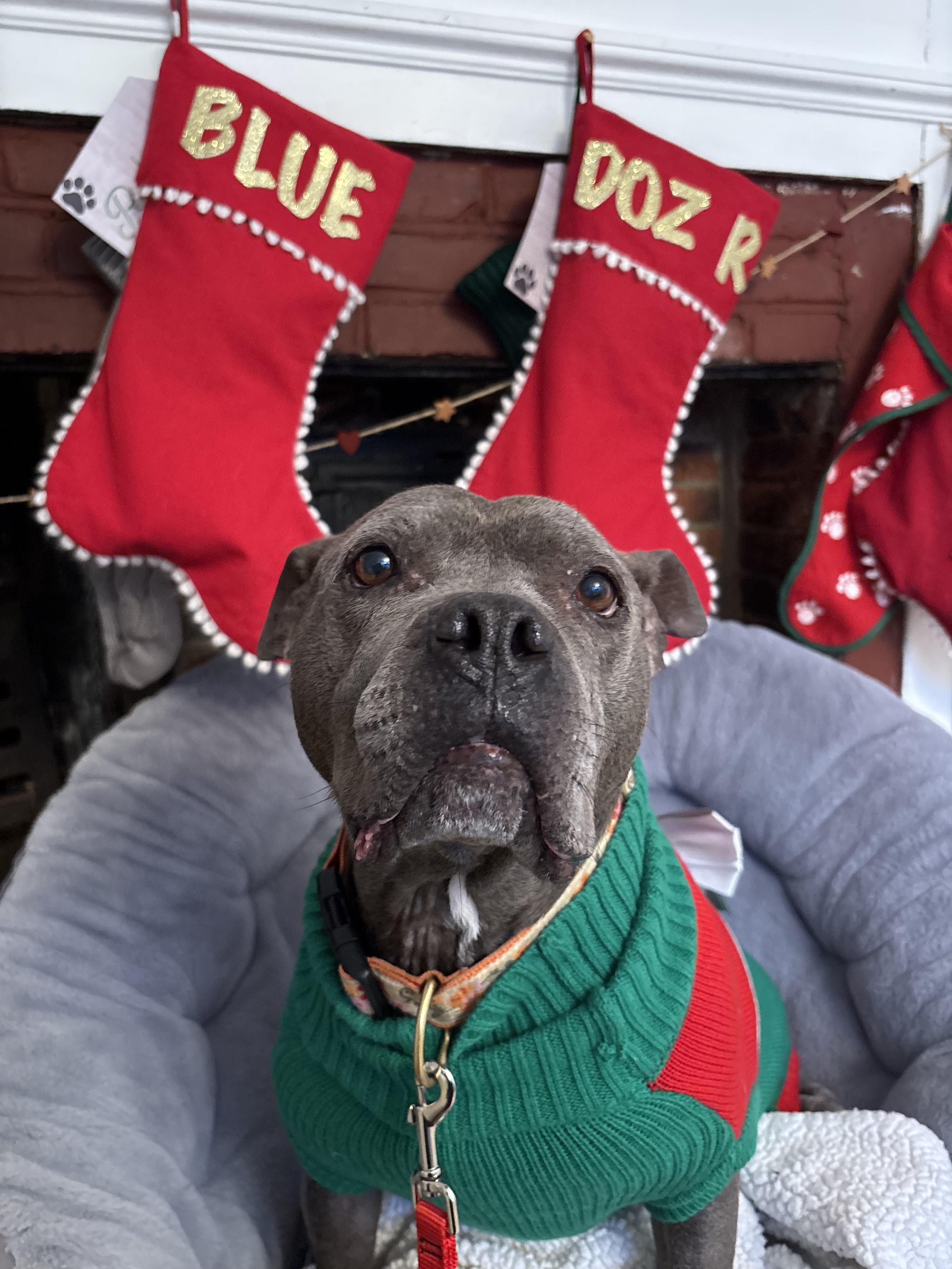 Enlarge Blue, a ADOPTABLE mixed breed in New Boston, NH image 4/5