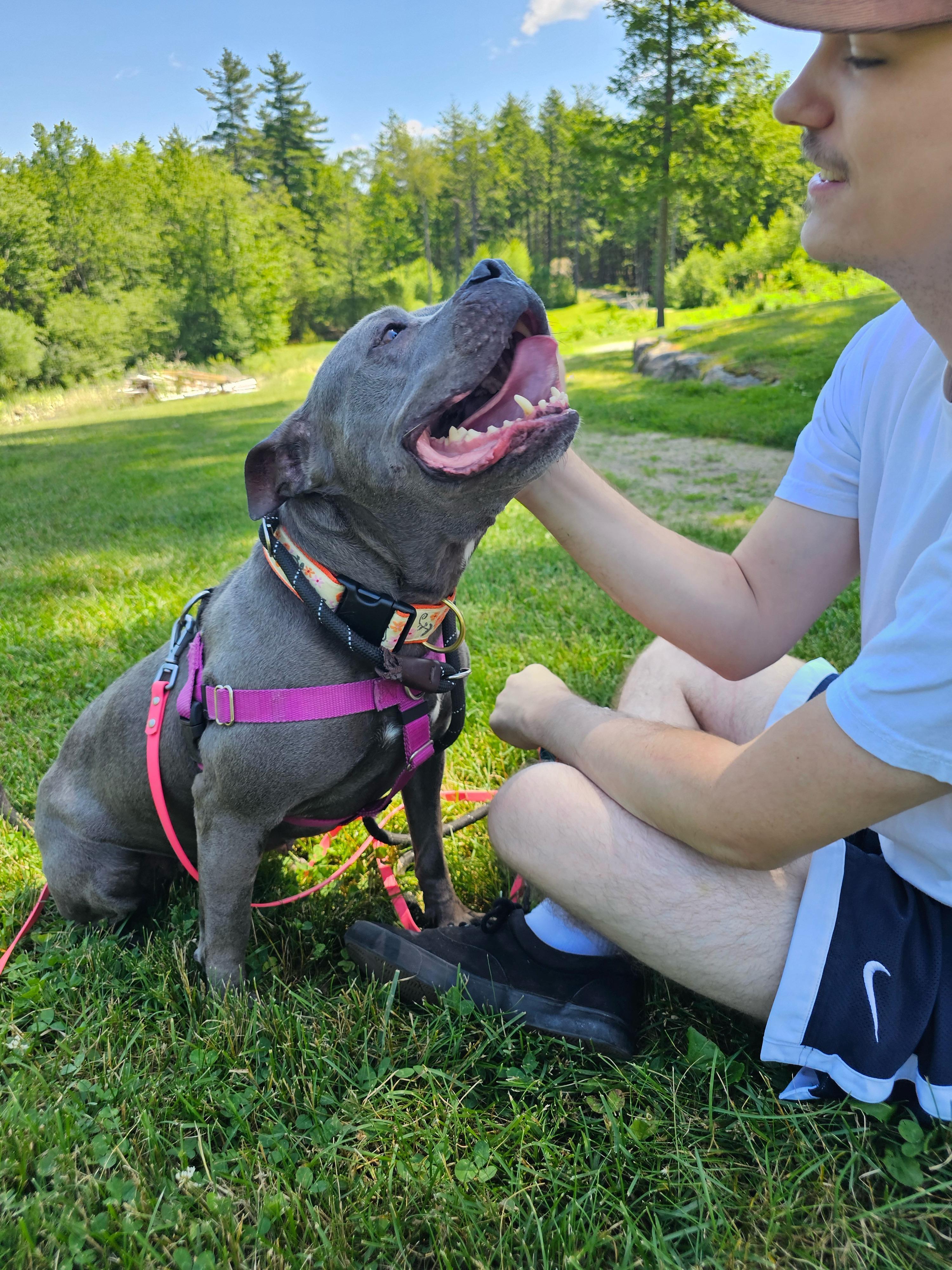 Enlarge Blue, a ADOPTABLE mixed breed in New Boston, NH image 5/5
