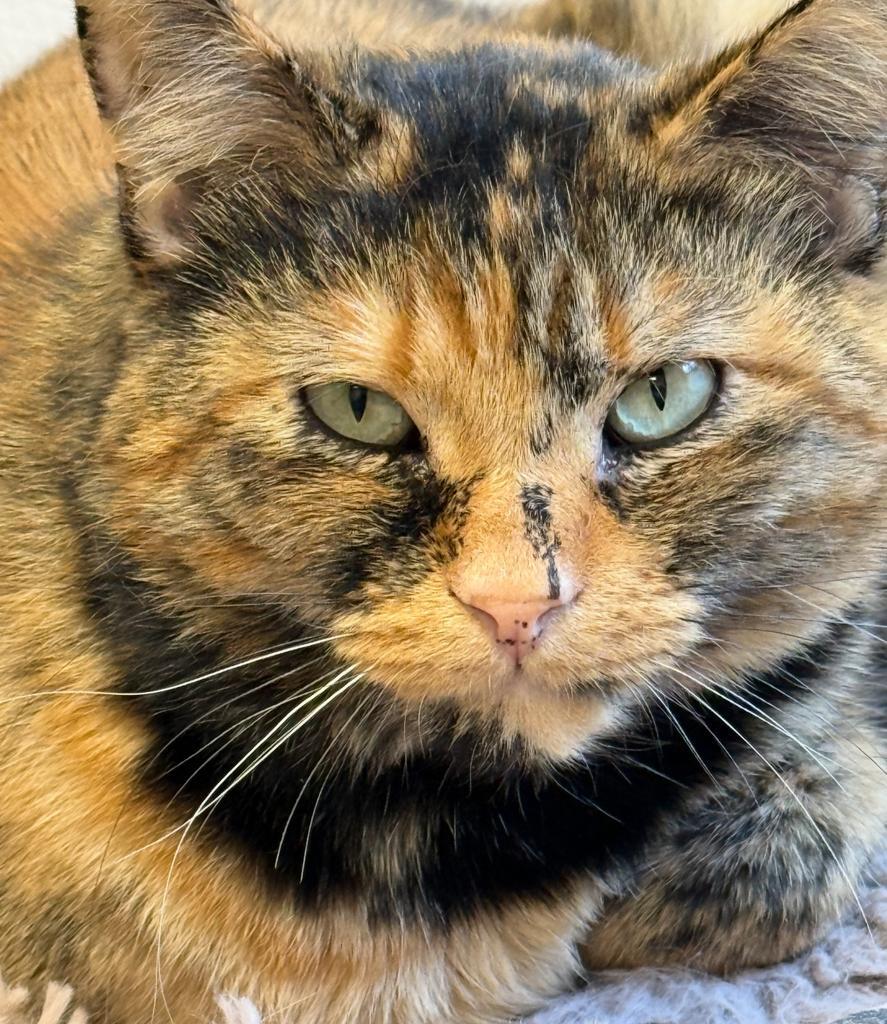 Mikayla, a Adoptable mixed breed in Ontario, OR image 1/5