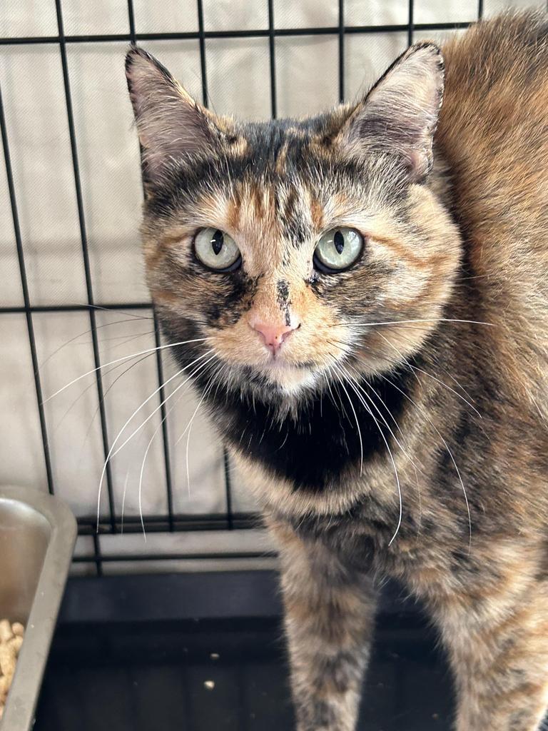 Mikayla, a Adoptable mixed breed in Ontario, OR image 4/5