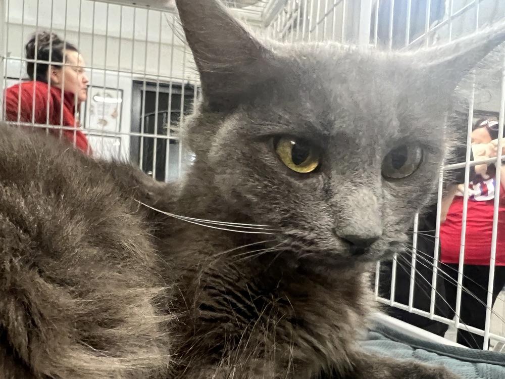 Dot 2.0, Adopted, Adult Female Domestic Medium Hair.