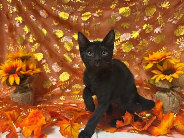 BRITTANY, Adoptable, Kitten Female Domestic Short Hair.