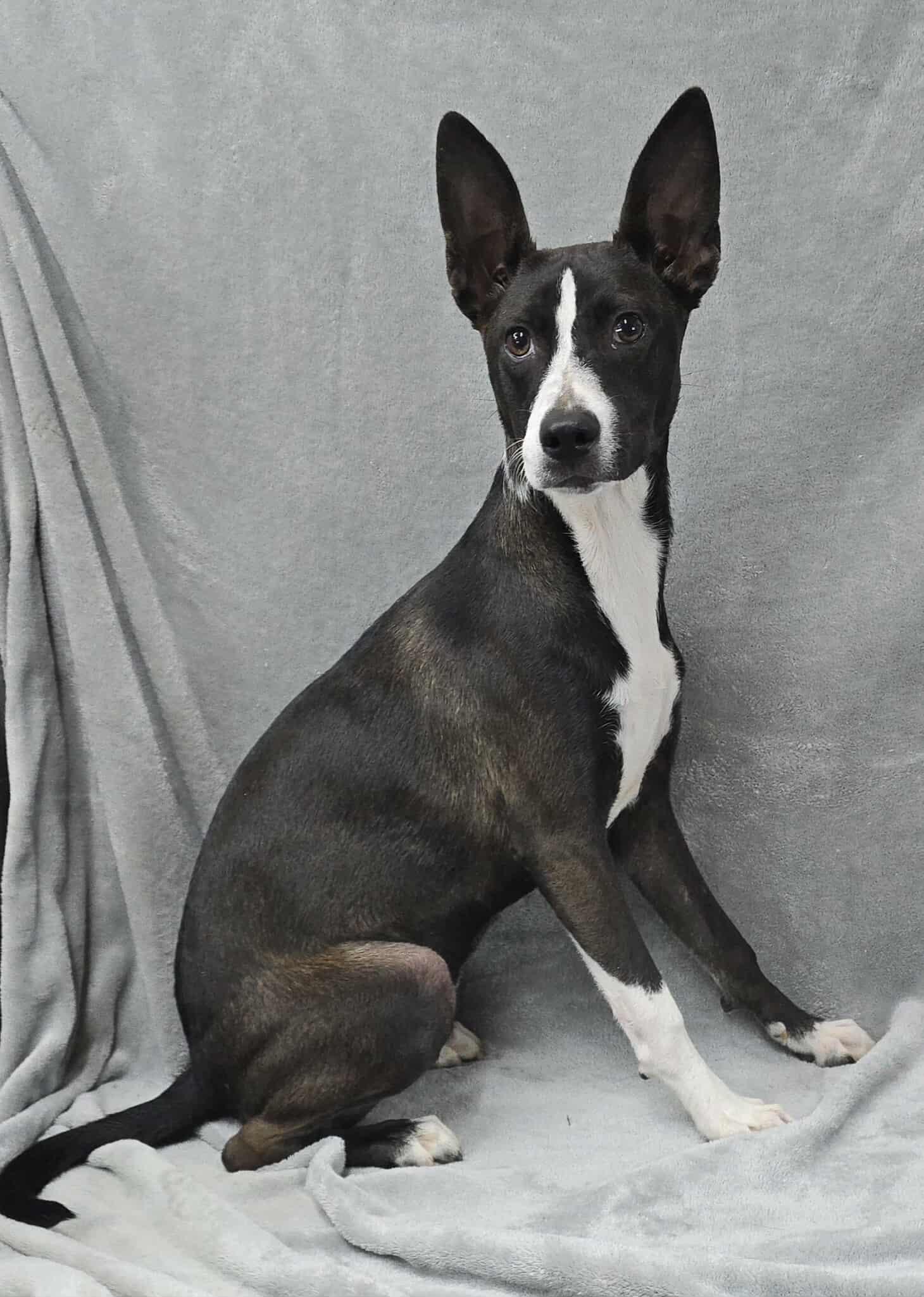 Meet Marcy a 9 month old 28 pound wonderful BasenjiWhippet mix She is friendly and gets along w