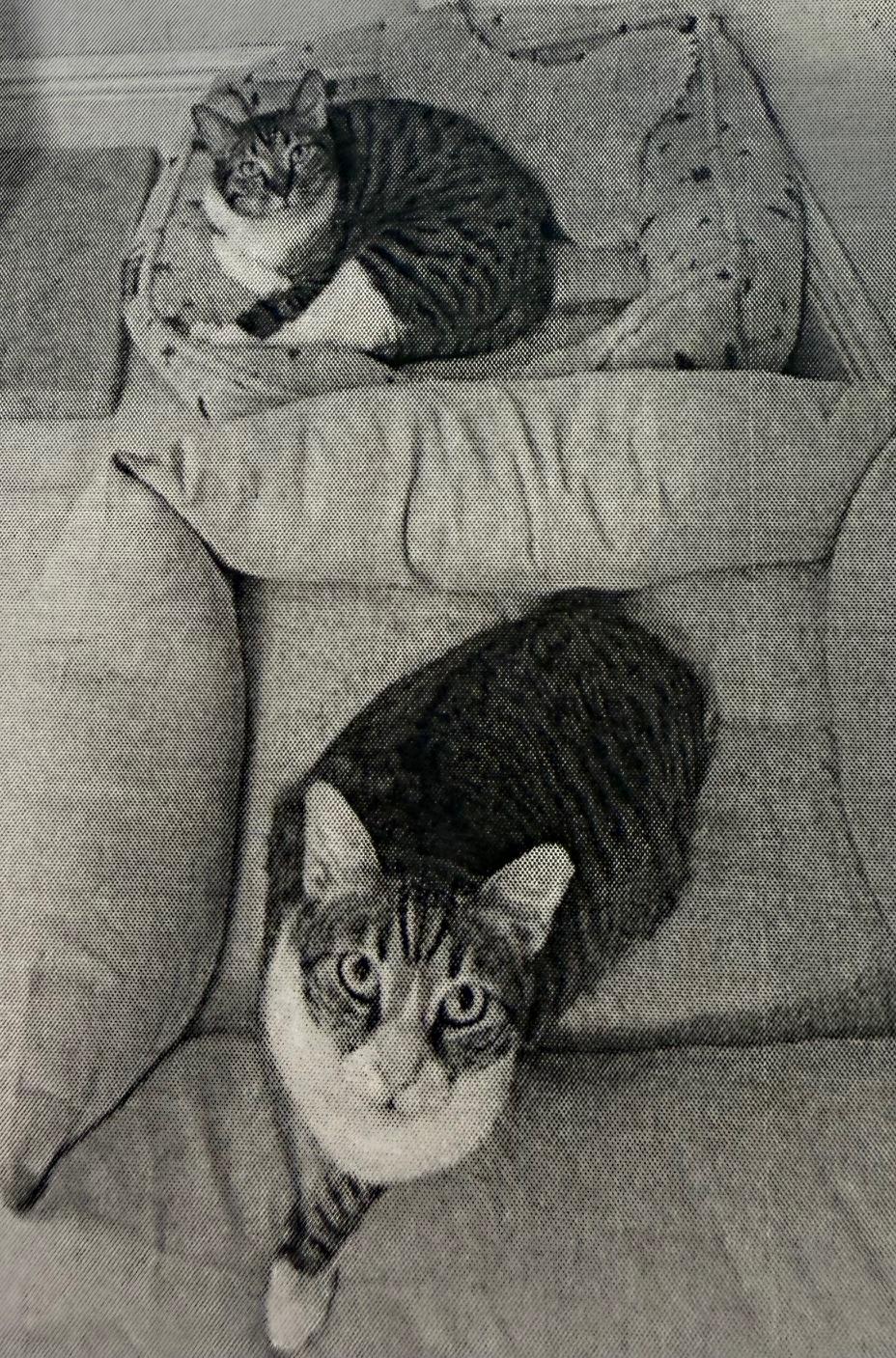 Sawyer and Finn, an adoptable mixed breed in Salem, NH image 2/6