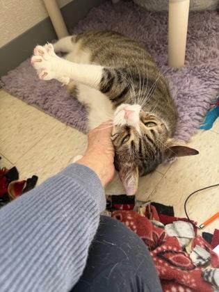Sawyer and Finn, adoptable, Adult Male Domestic Short Hair.
