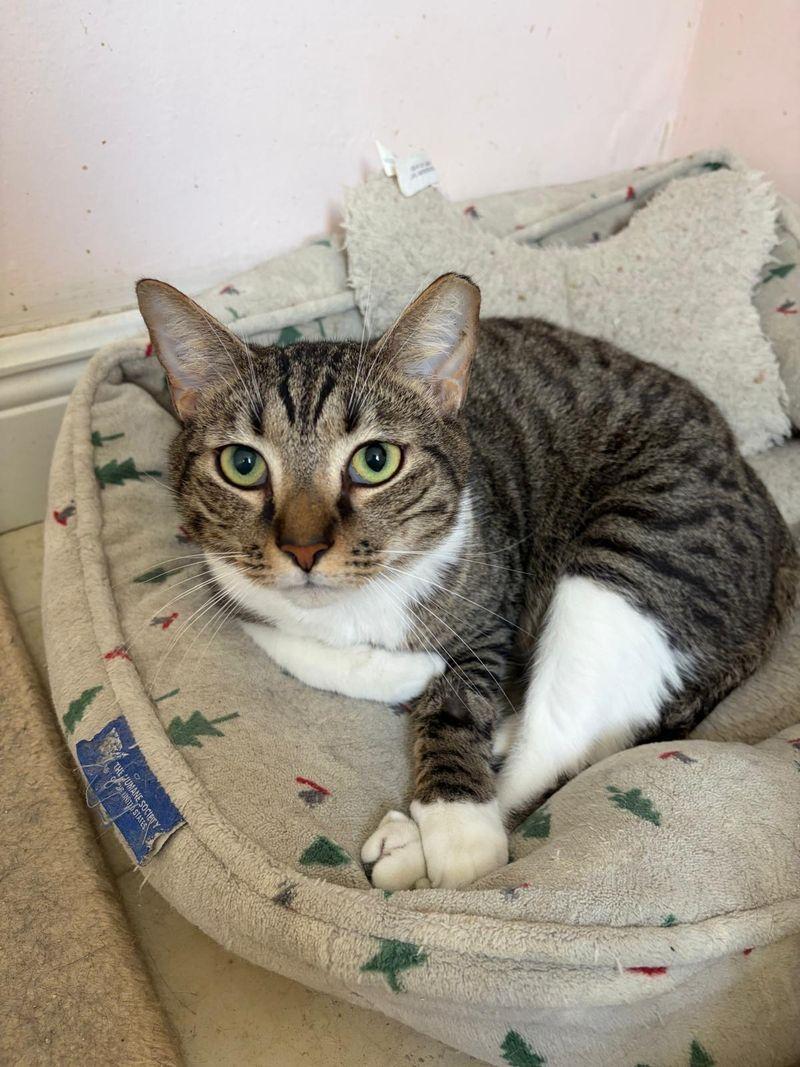 Sawyer and Finn, an adoptable mixed breed in Salem, NH image 6/6