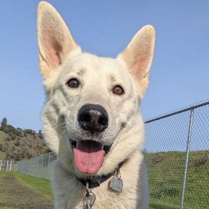 Elliot, adoptable, Adult Male German Shepherd Dog.