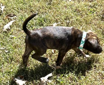 Steggy, Adoptable, Puppy Female Mixed Breed & Mixed Breed.