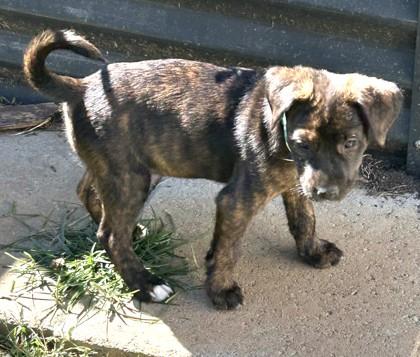 Steggy, a Adoptable Mixed Breed in Cumming, GA image 2/3