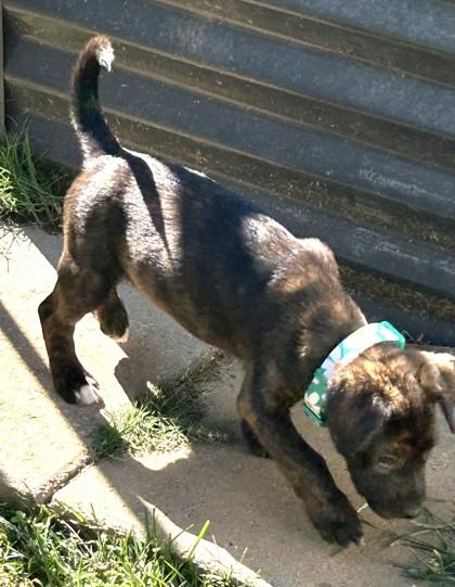 Steggy, a Adoptable Mixed Breed in Cumming, GA image 3/3