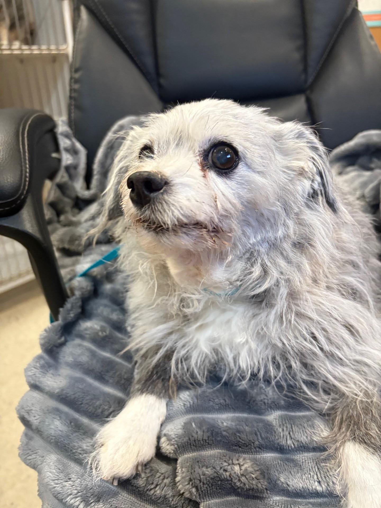 Cindy, ADOPTABLE, Senior Female Terrier.