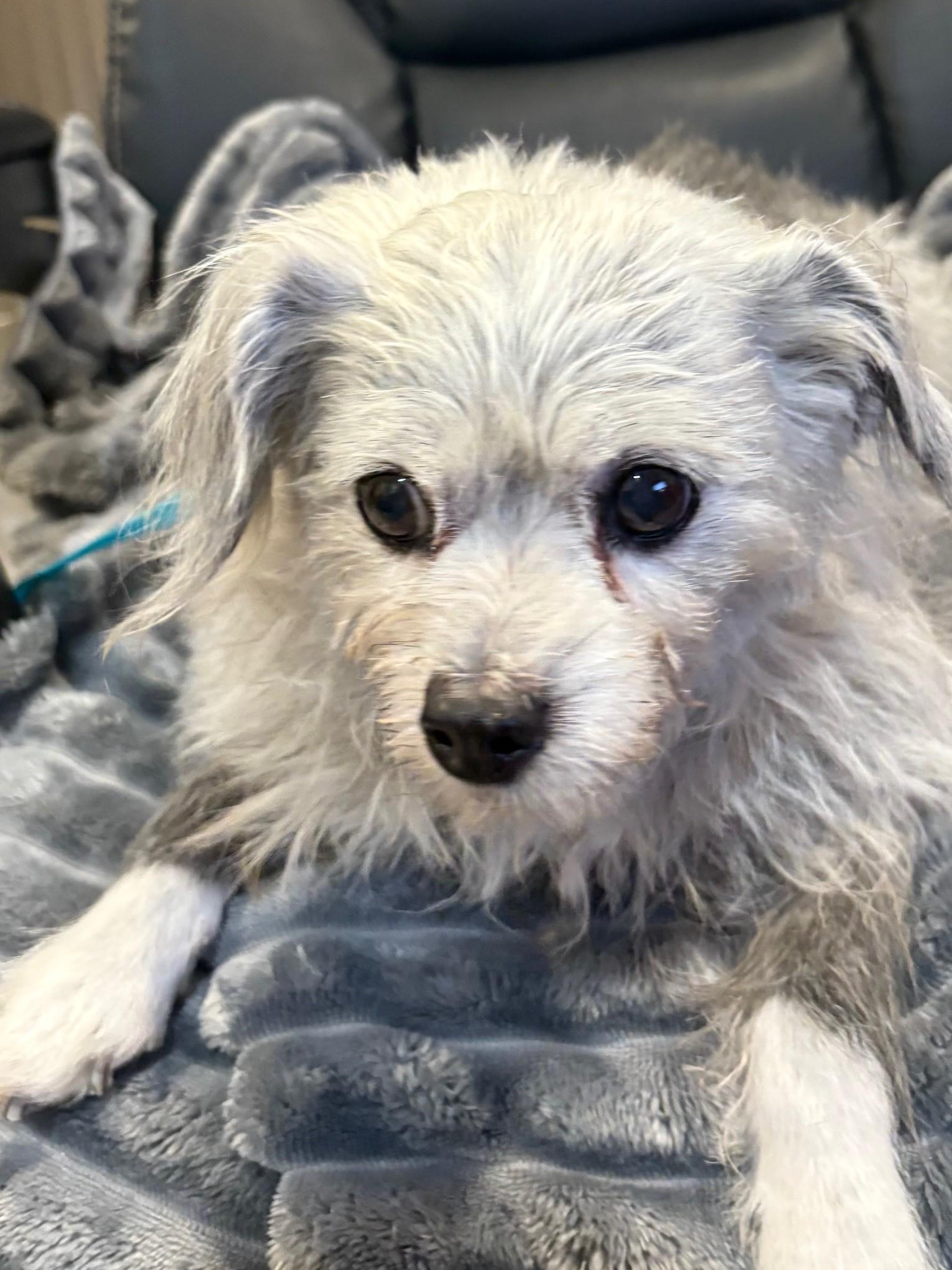 Cindy, a ADOPTABLE mixed breed in Spokane, WA image 2/2