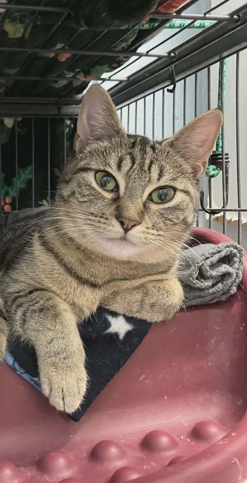 Miss Poppy, ADOPTABLE, Kitten Female Domestic Short Hair.