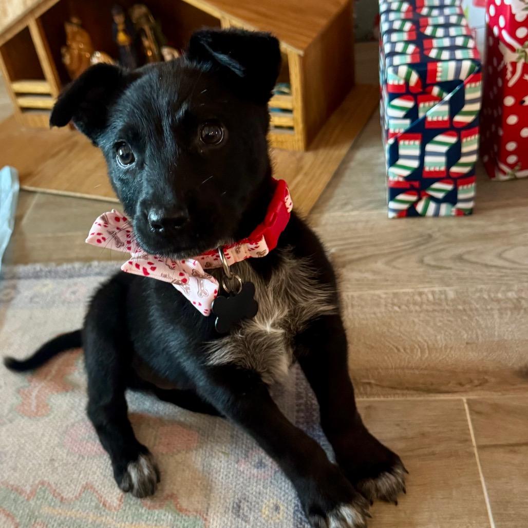 Gnocchi, Adoptable, Puppy Female Cattle Dog.