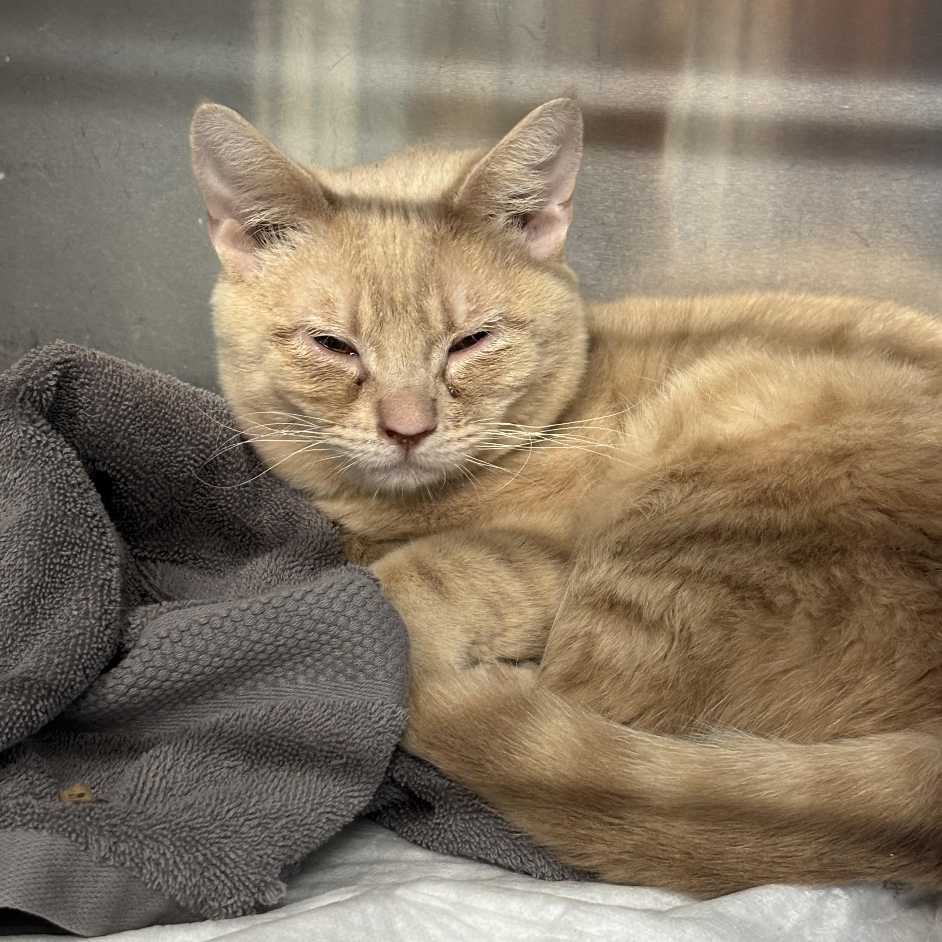Chew, a ADOPTABLE Tabby in Las Vegas, NV image 1/2