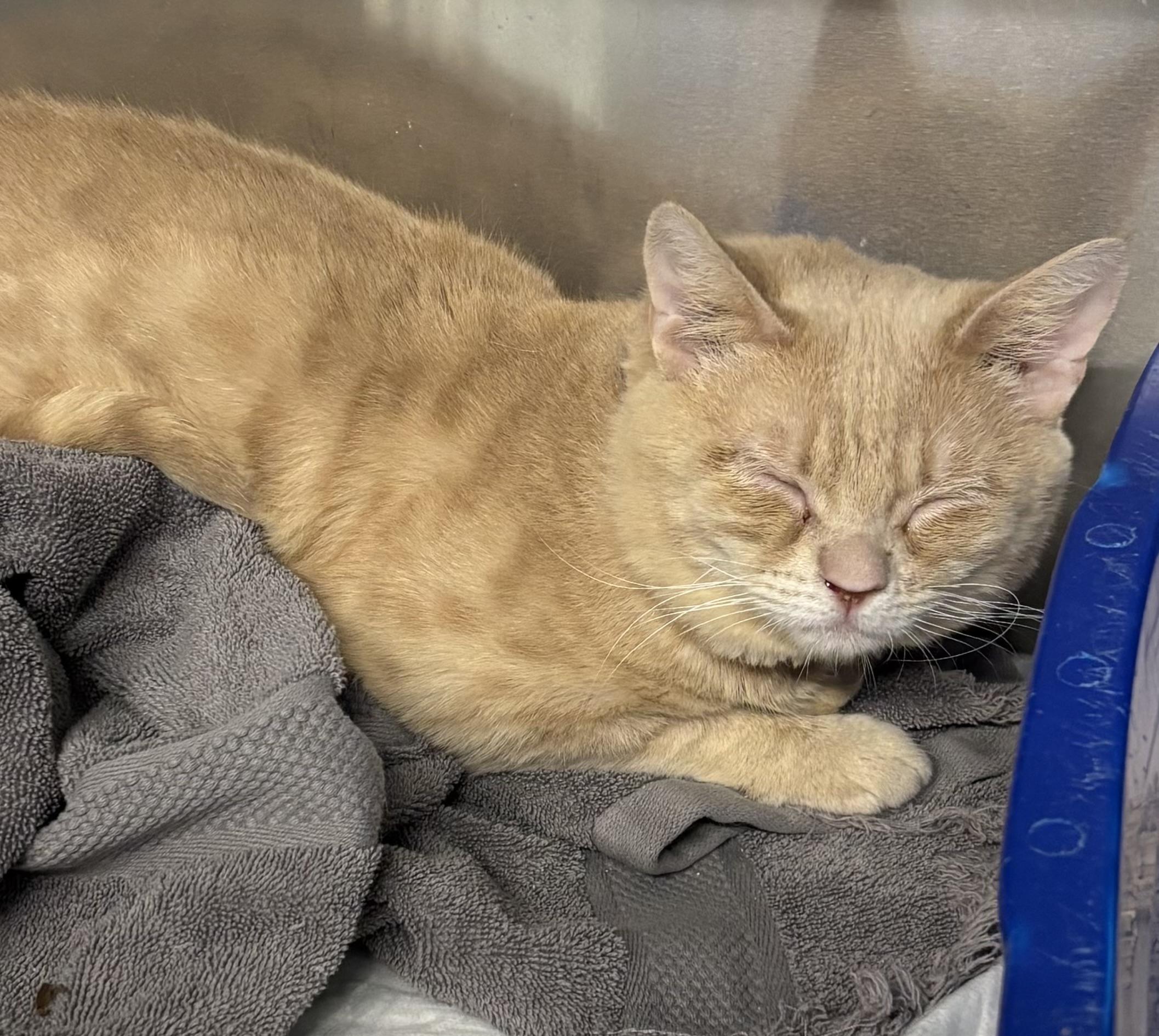 Chew, a ADOPTABLE Tabby in Las Vegas, NV image 2/2