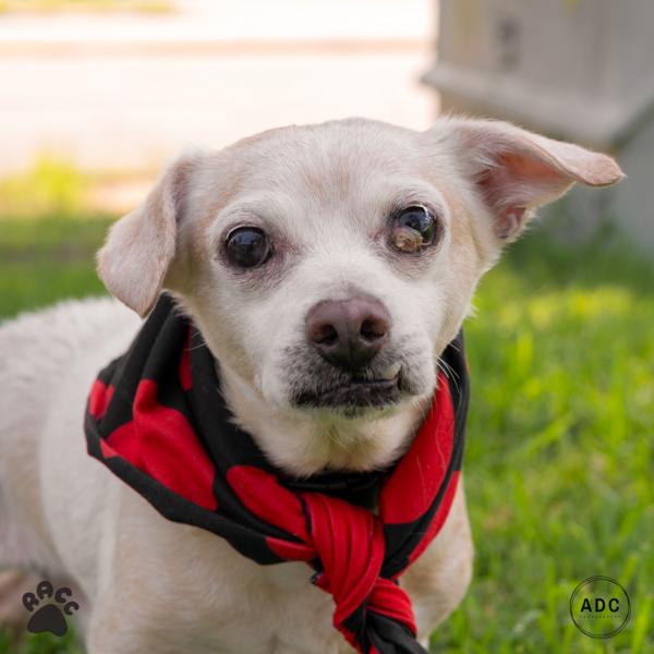 Drew Scott (with Jonathan Scott), a Adoptable mixed breed in Richmond, VA image 1/2