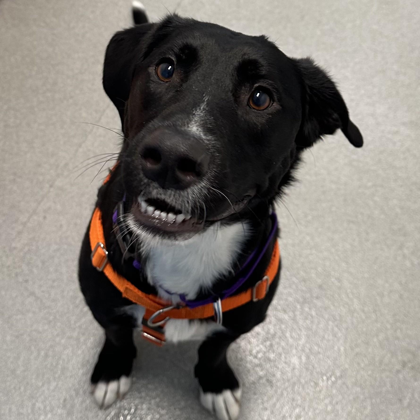 Enlarge Misty, an adopted mixed breed in Hilliard, OH image 2/2