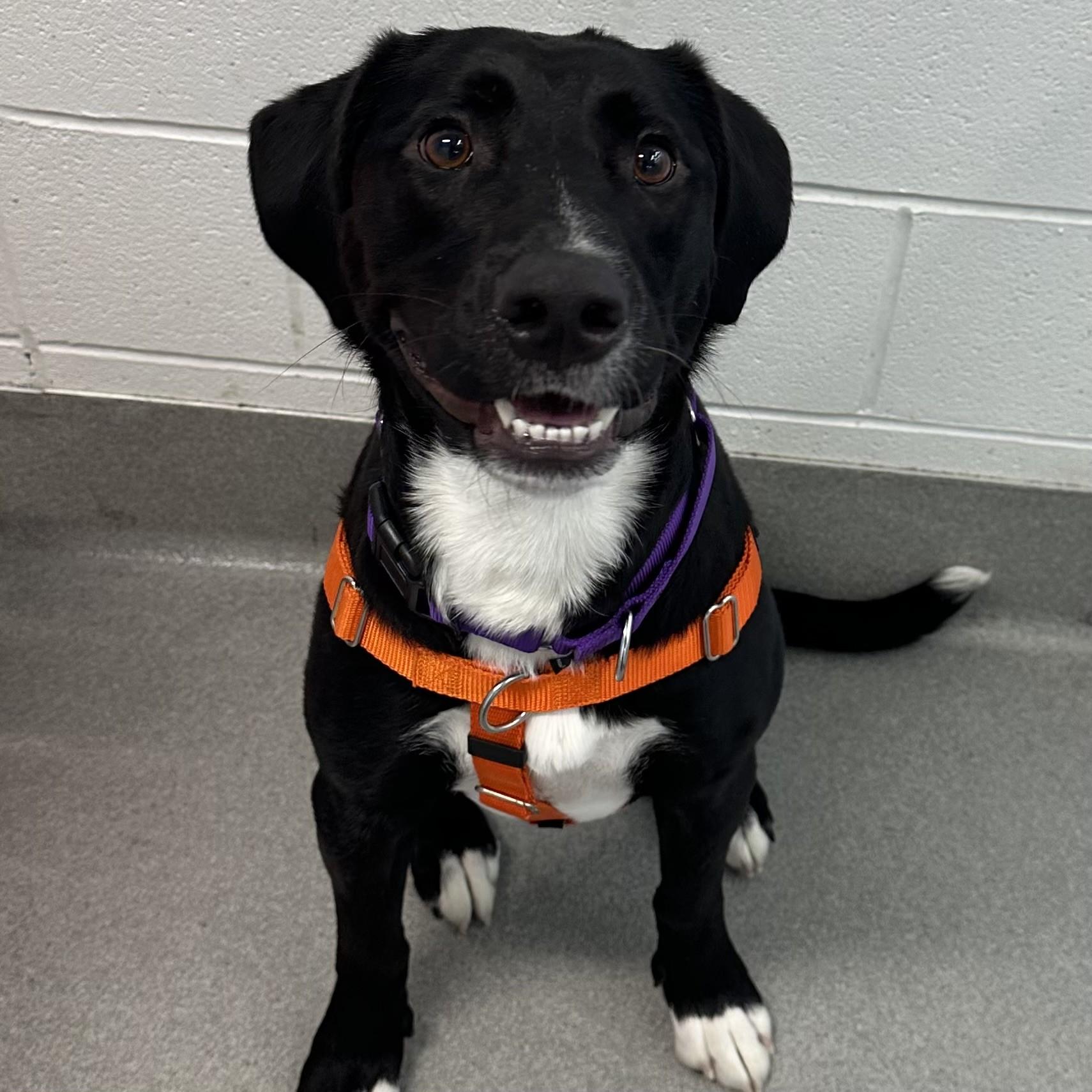 Enlarge Misty, an adopted mixed breed in Hilliard, OH image 1/2