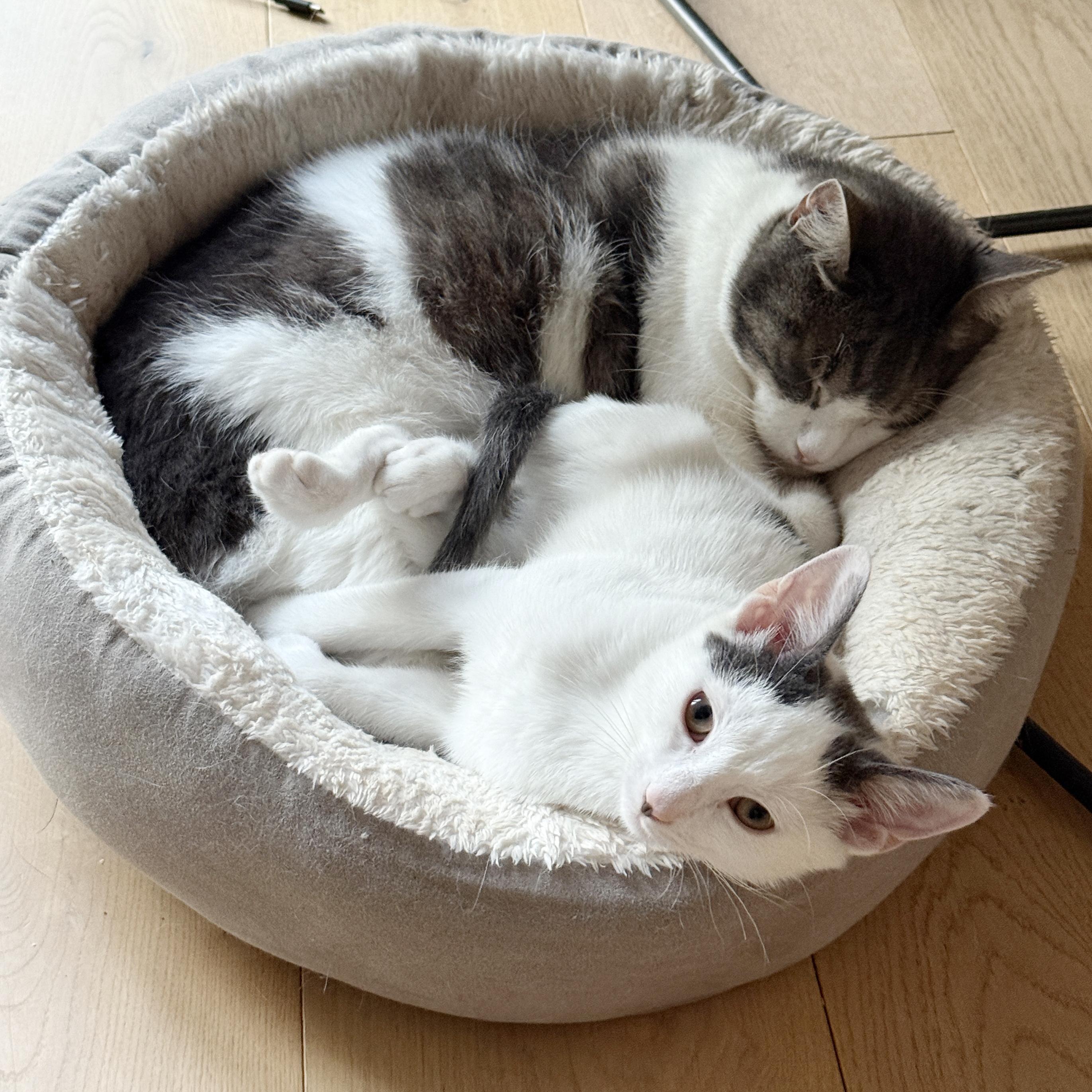 Enlarge Coconut Cream, a Adoptable Domestic Short Hair in BROOKLYN, NY image 1/6