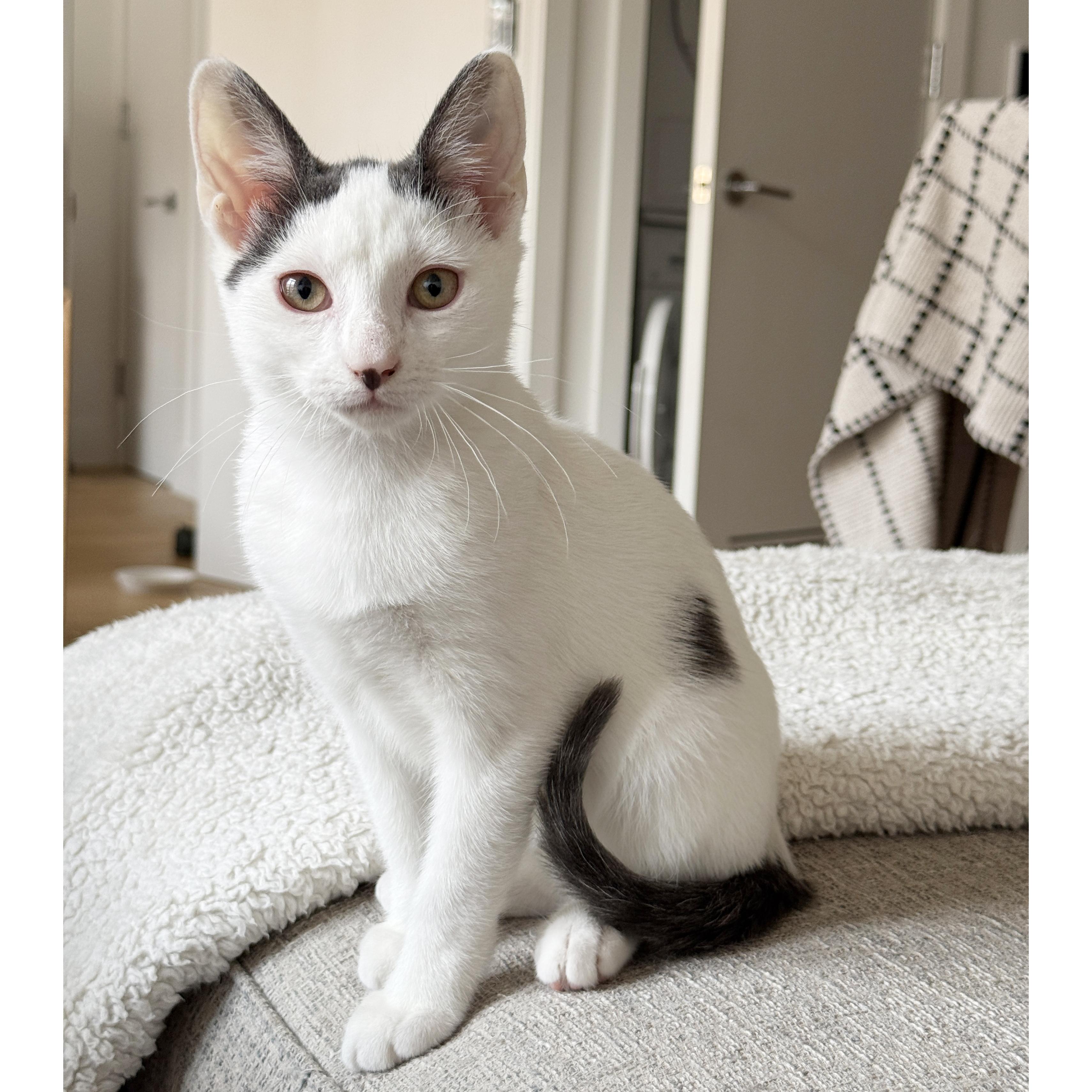 Enlarge Coconut Cream, a Adoptable Domestic Short Hair in BROOKLYN, NY image 2/6