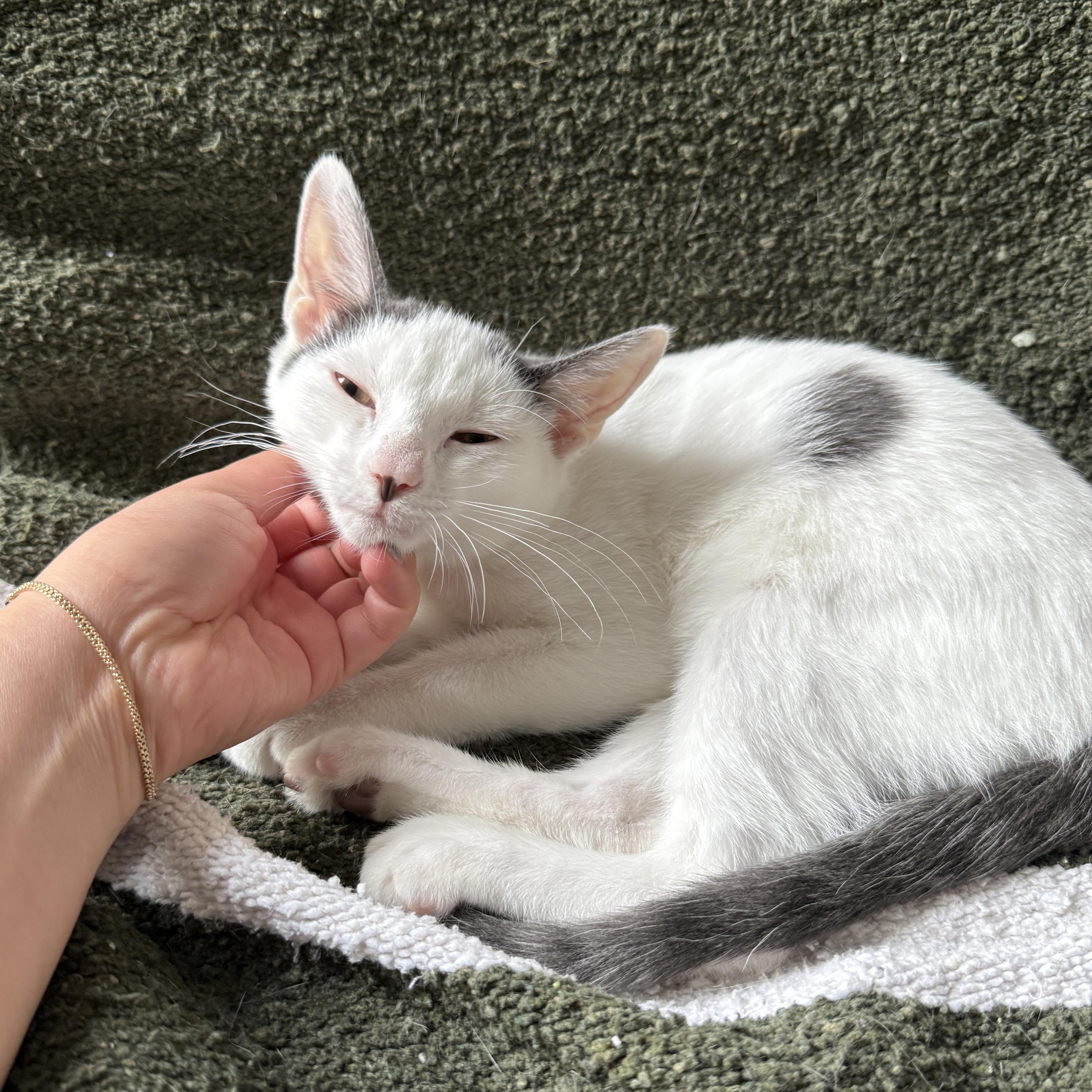 Enlarge Coconut Cream, a Adoptable Domestic Short Hair in BROOKLYN, NY image 3/6