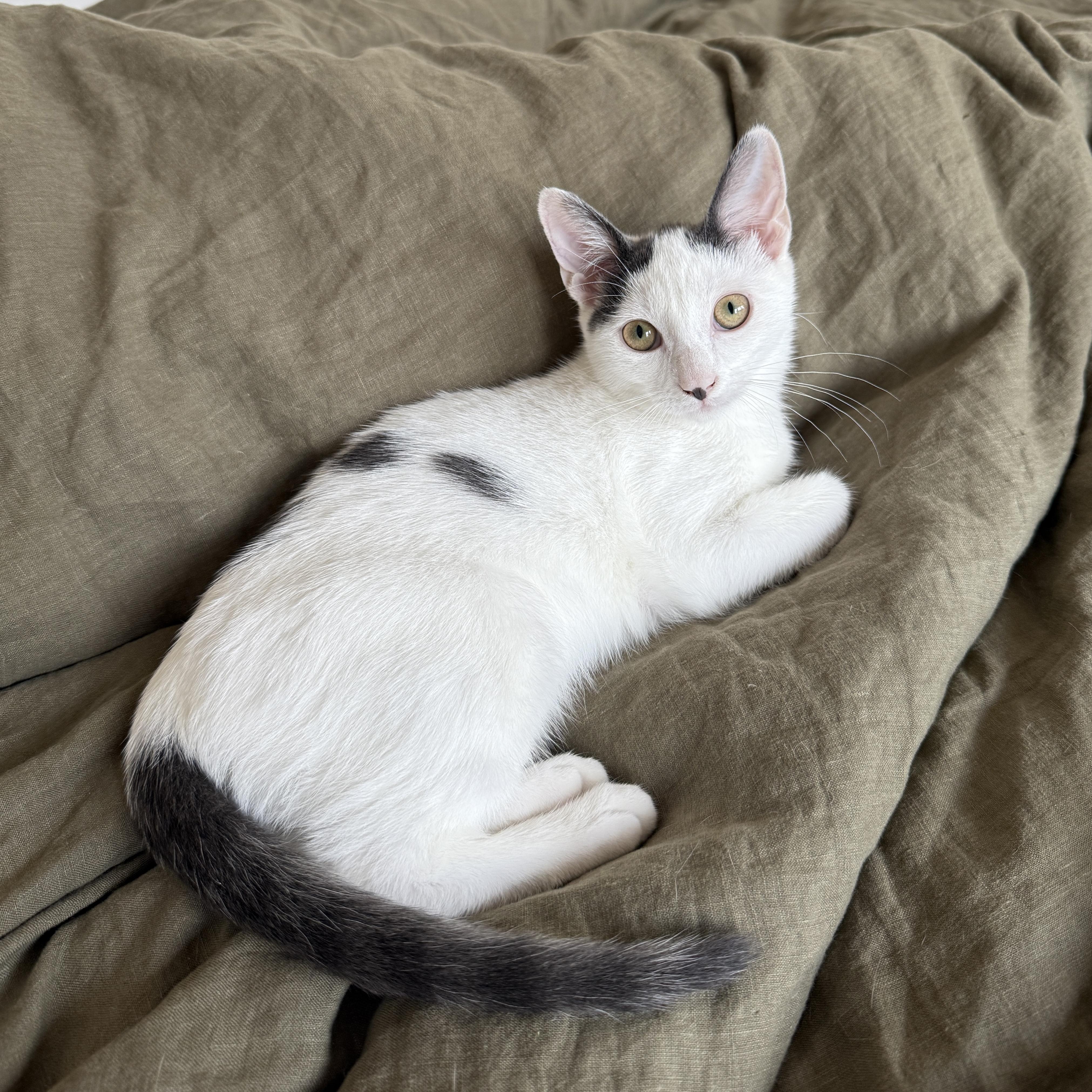 Enlarge Coconut Cream, a Adoptable Domestic Short Hair in BROOKLYN, NY image 4/6