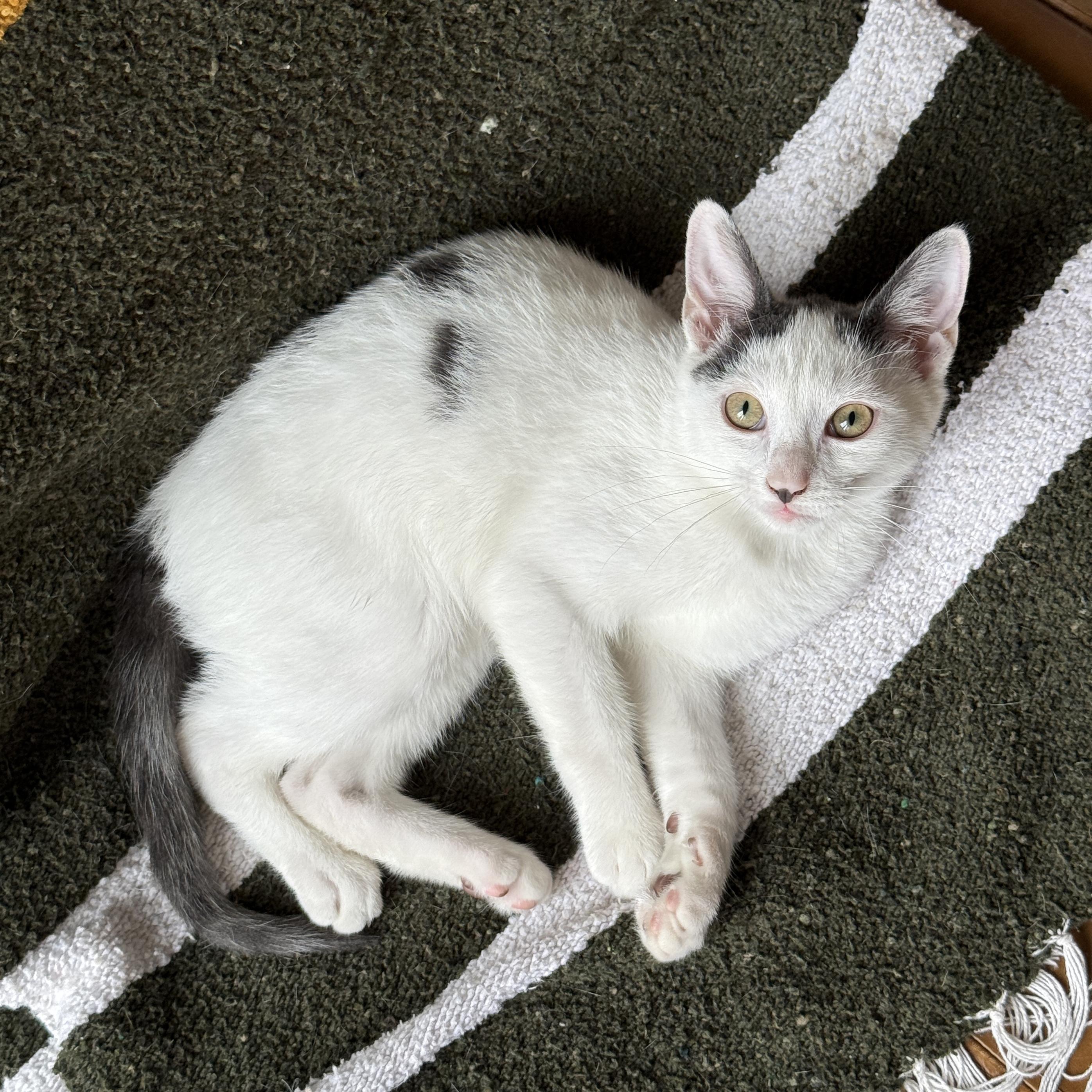 Enlarge Coconut Cream, a Adoptable Domestic Short Hair in BROOKLYN, NY image 5/6