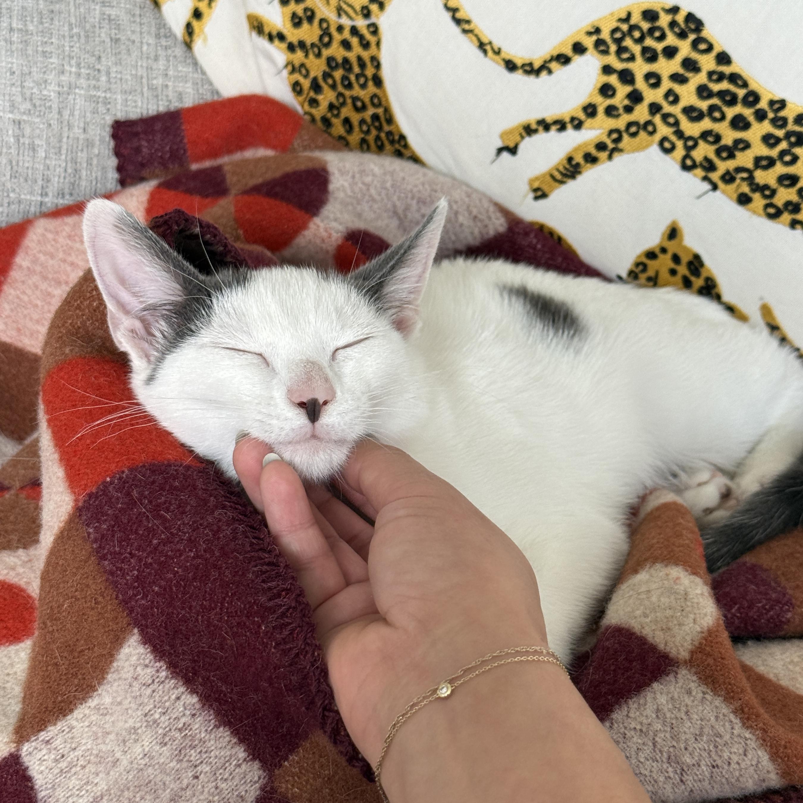 Enlarge Coconut Cream, a Adoptable Domestic Short Hair in BROOKLYN, NY image 6/6