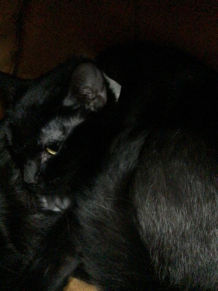 Jupiter, Adoptable, Young Female Domestic Short Hair.