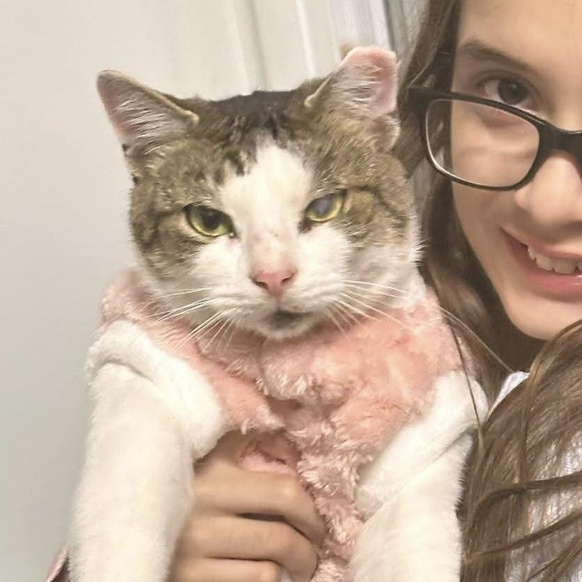 Enlarge Luna, a ADOPTABLE American Shorthair in Weehawken, NJ image 6/6