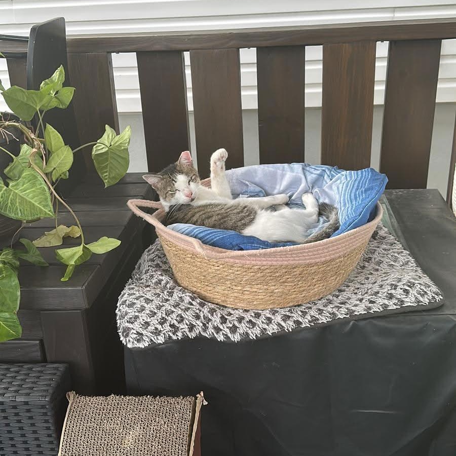 Enlarge Luna, a ADOPTABLE American Shorthair in Weehawken, NJ image 4/6