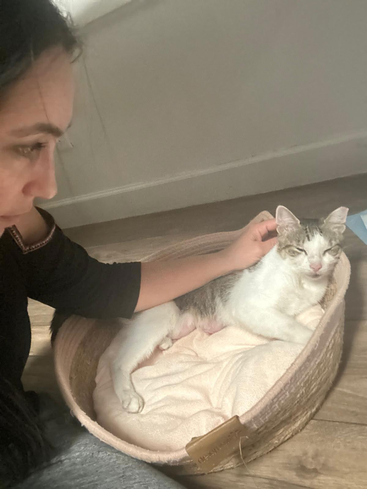 Enlarge Luna, a ADOPTABLE American Shorthair in Weehawken, NJ image 3/6