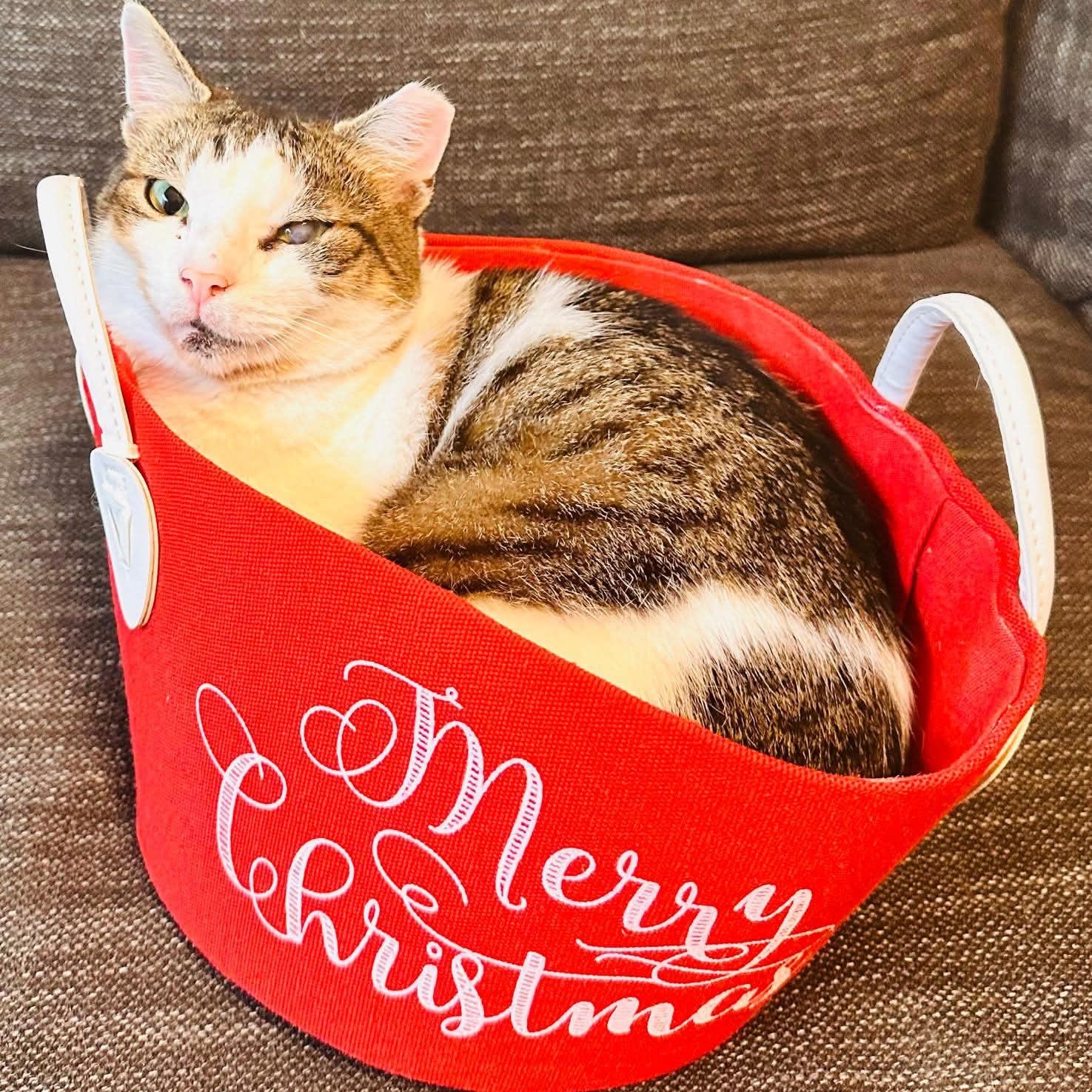 Enlarge Luna, a ADOPTABLE American Shorthair in Weehawken, NJ image 1/6