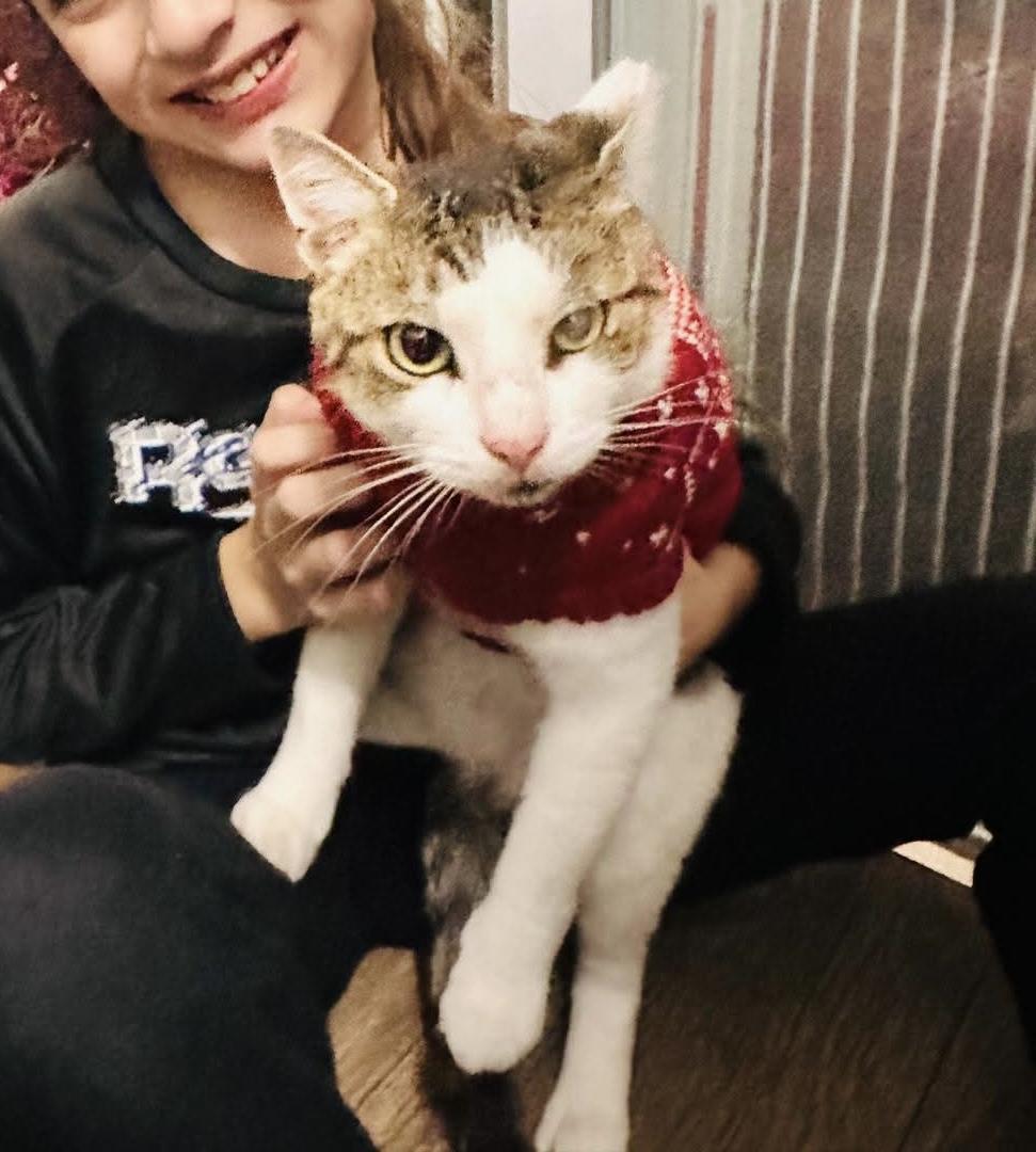 Enlarge Luna, a ADOPTABLE American Shorthair in Weehawken, NJ image 5/6