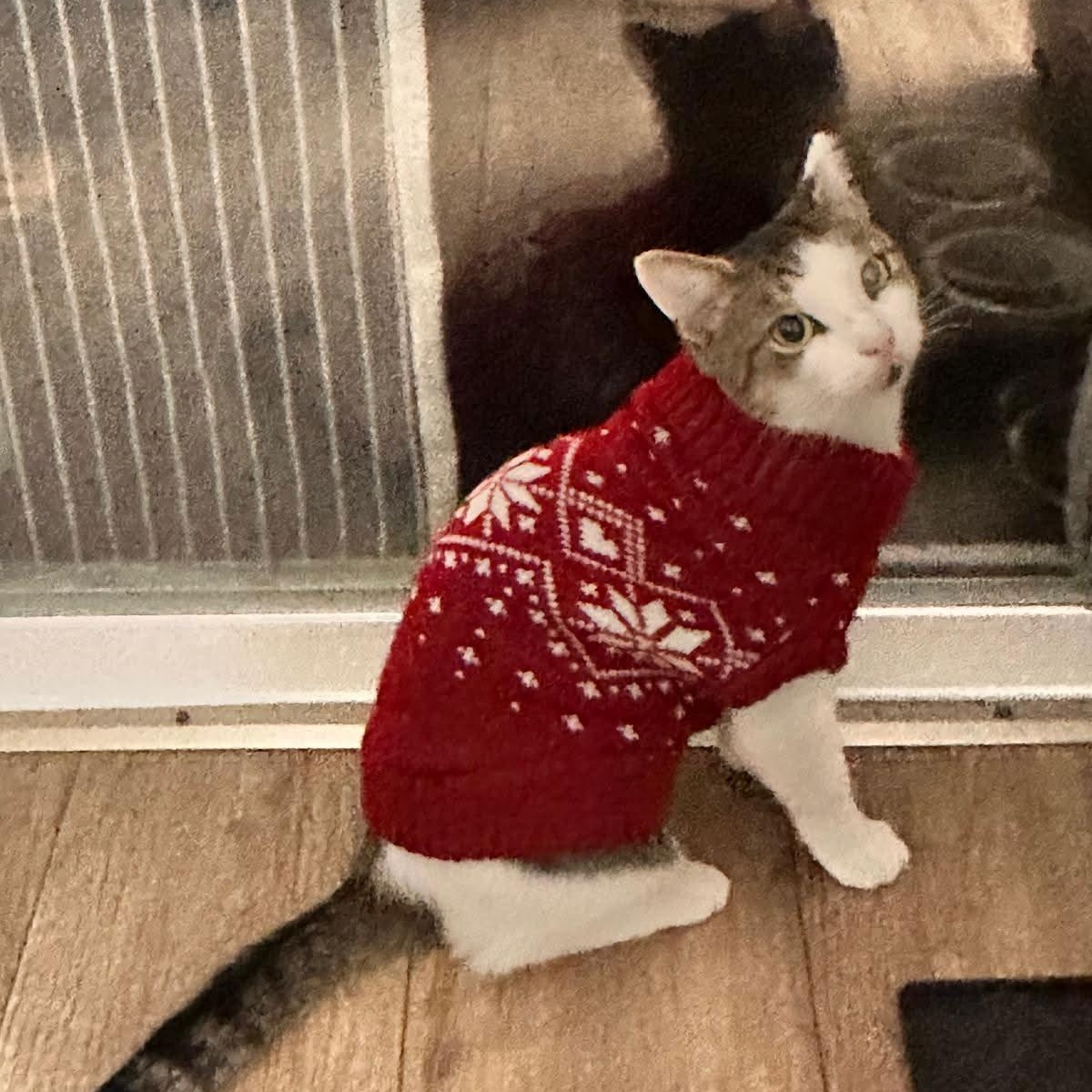 Enlarge Luna, a ADOPTABLE American Shorthair in Weehawken, NJ image 2/6