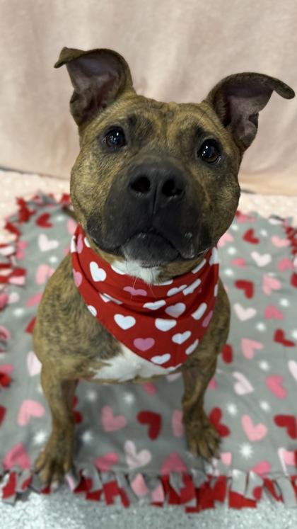 Lil Pumpkin — thumbnail 2