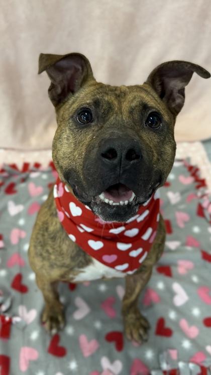 Lil Pumpkin — thumbnail 3