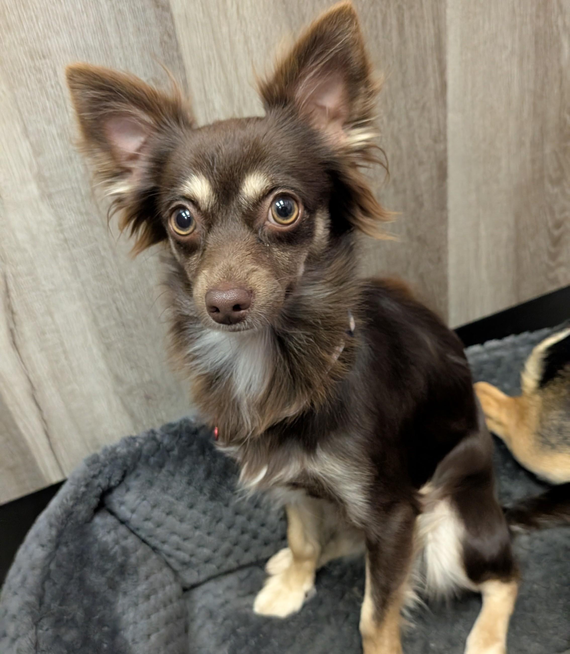 Lola Gina Brigida, a Adoptable Chihuahua in Thousand Oaks, CA image 1/6