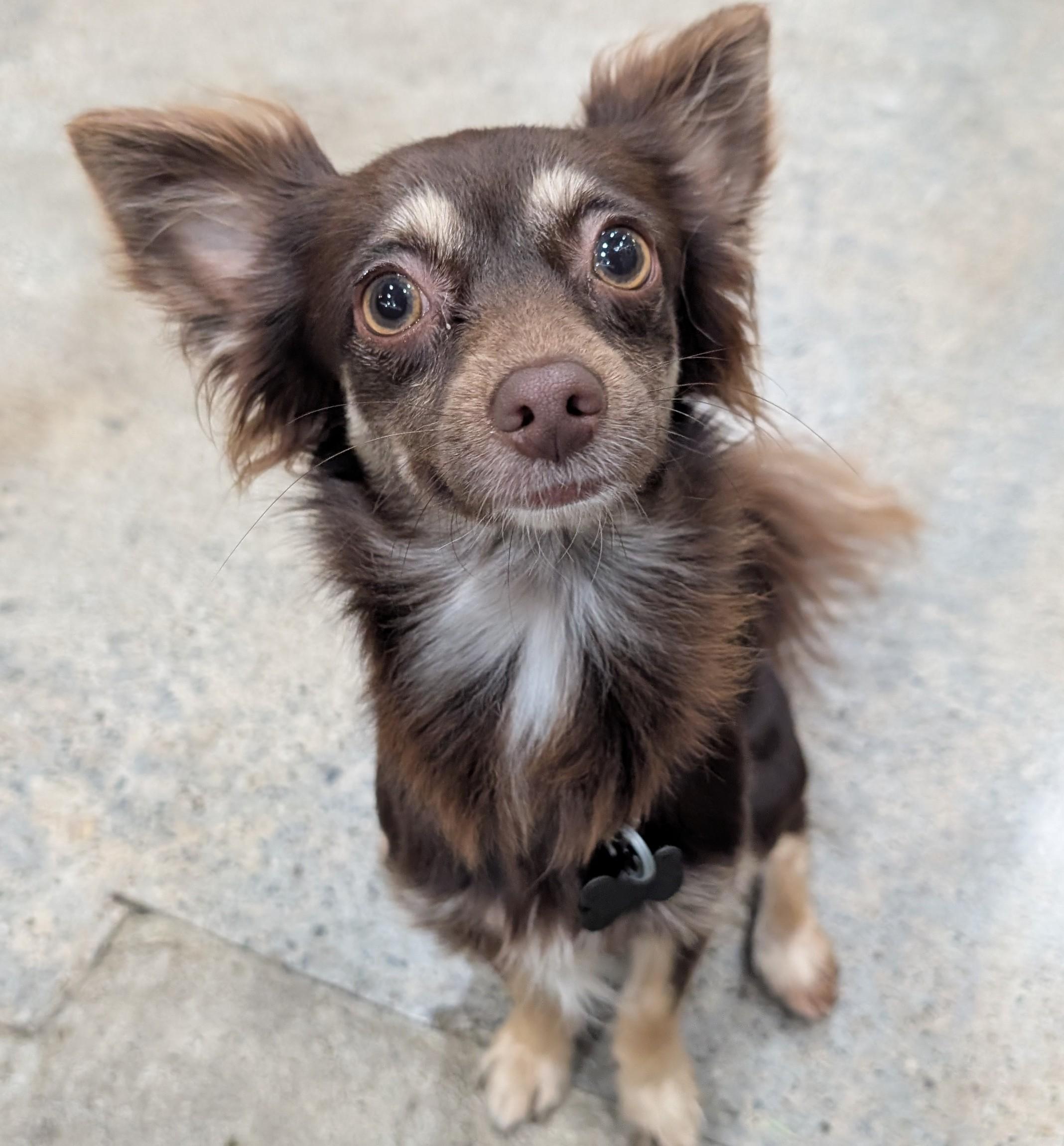 Lola Gina Brigida, a Adoptable Chihuahua in Thousand Oaks, CA image 5/6