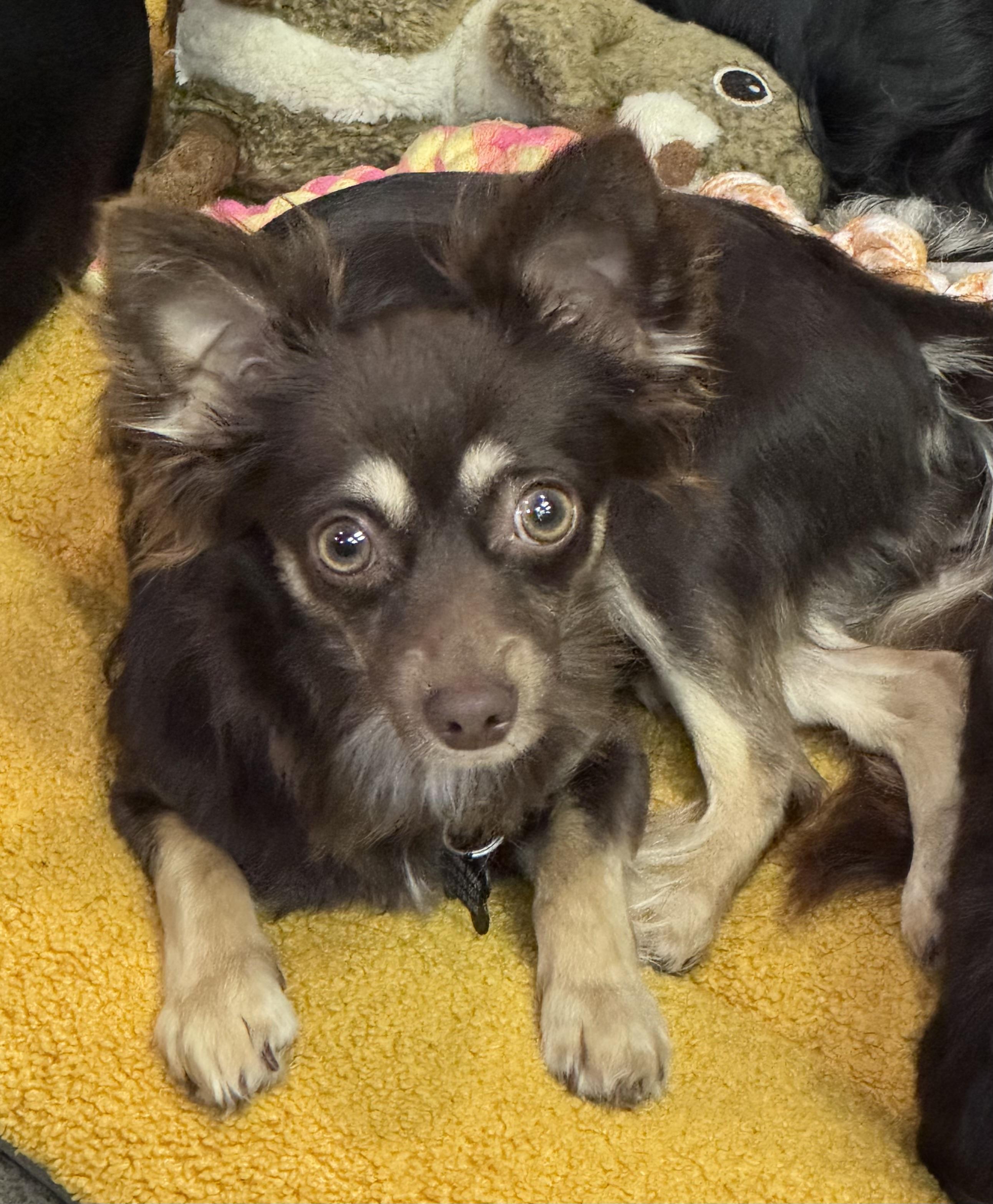 Lola Gina Brigida, a Adoptable Chihuahua in Thousand Oaks, CA image 6/6