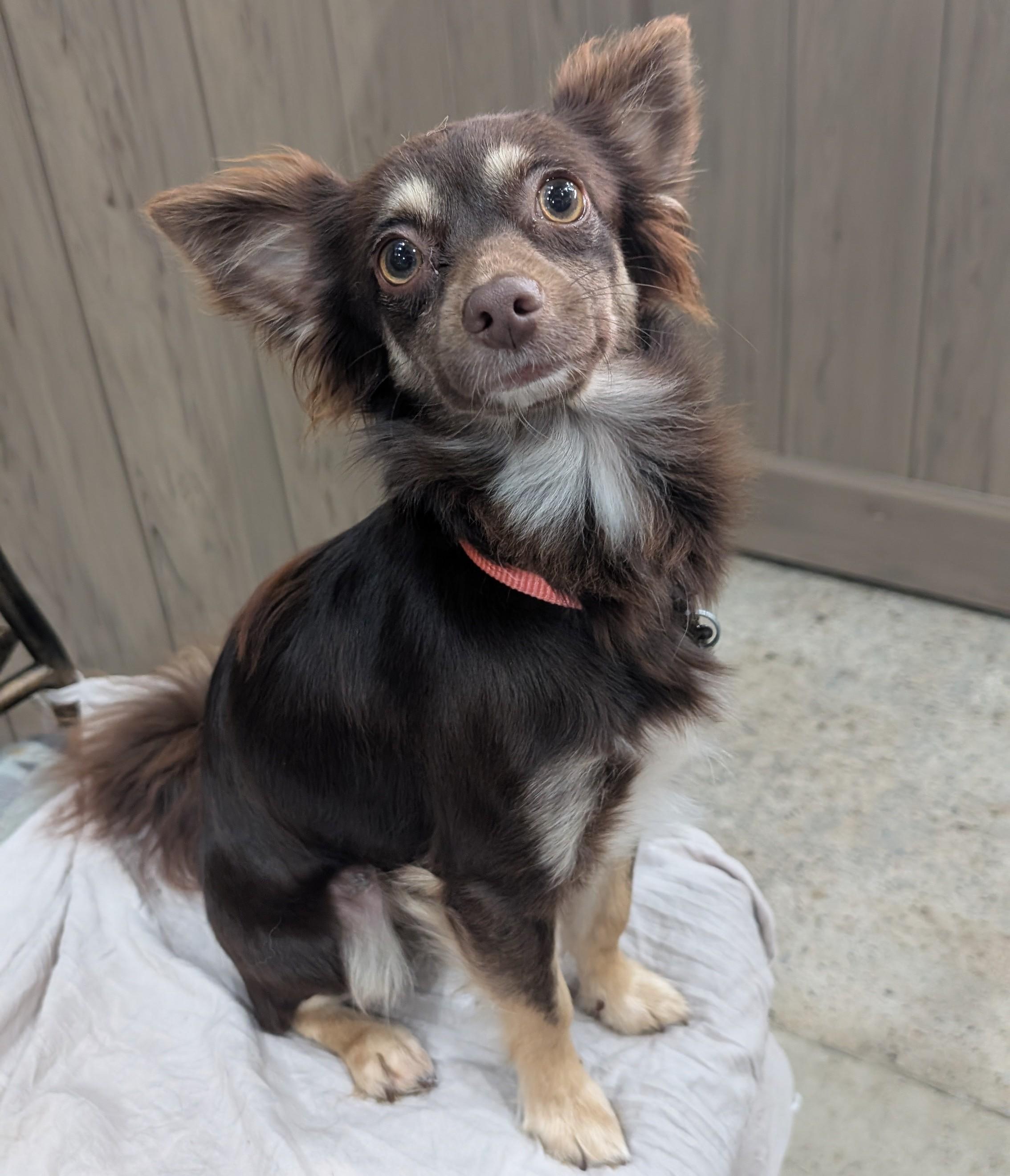 Lola Gina Brigida, a Adoptable Chihuahua in Thousand Oaks, CA image 3/6