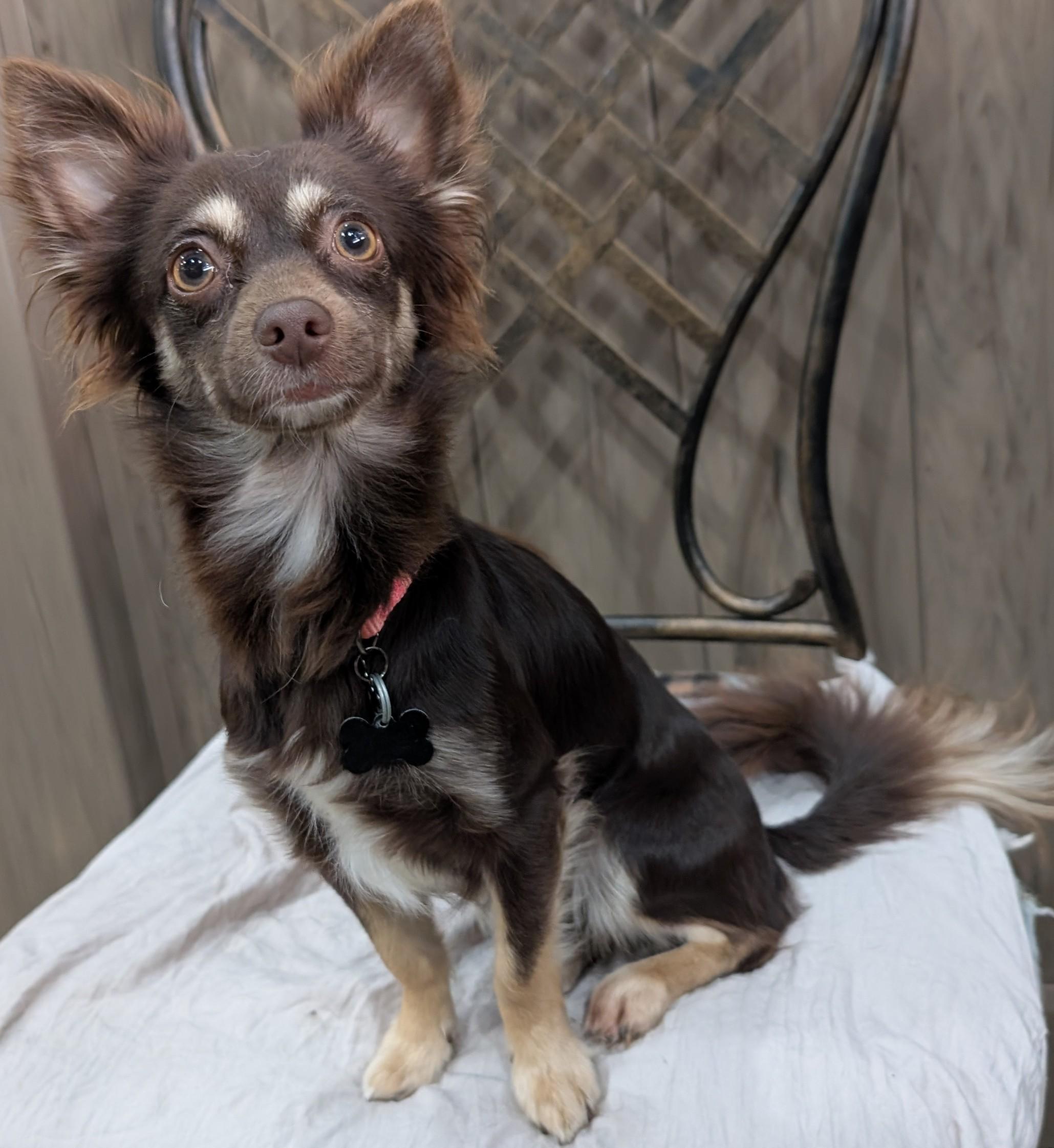 Lola Gina Brigida, a Adoptable Chihuahua in Thousand Oaks, CA image 4/6