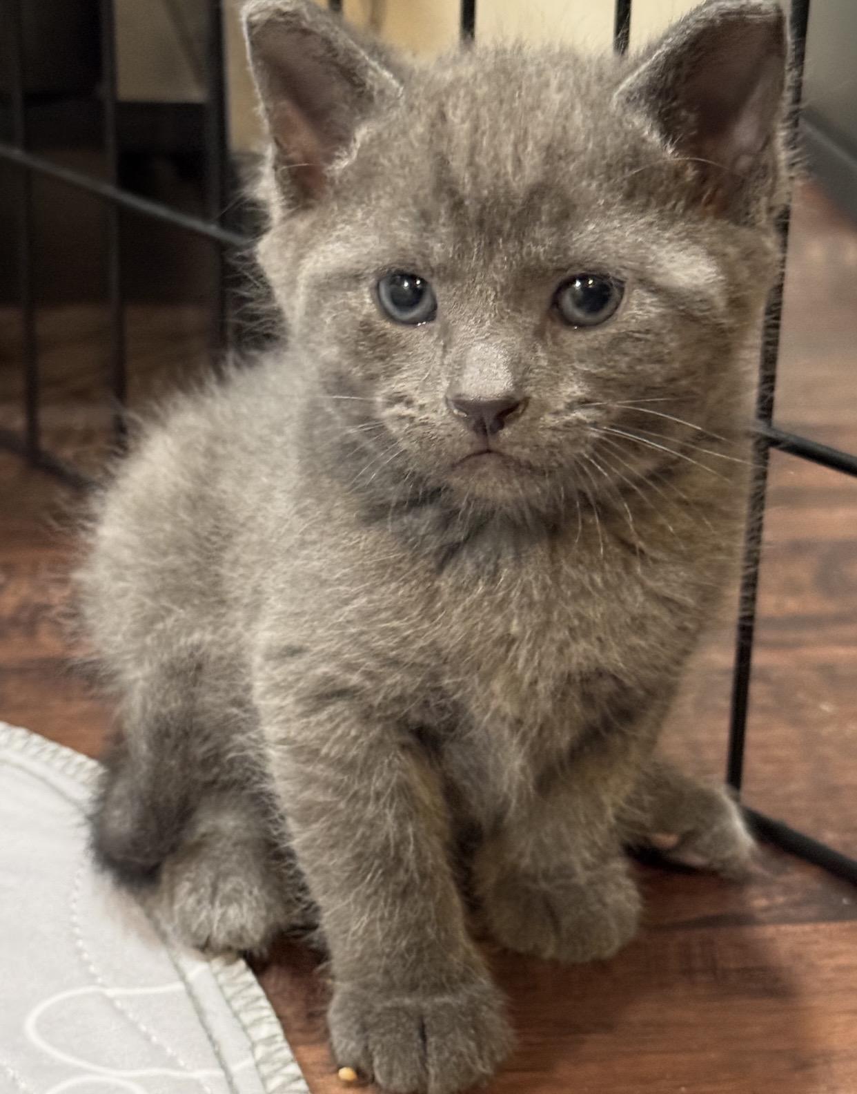 Vader, ADOPTABLE, Kitten Male Domestic Short Hair.