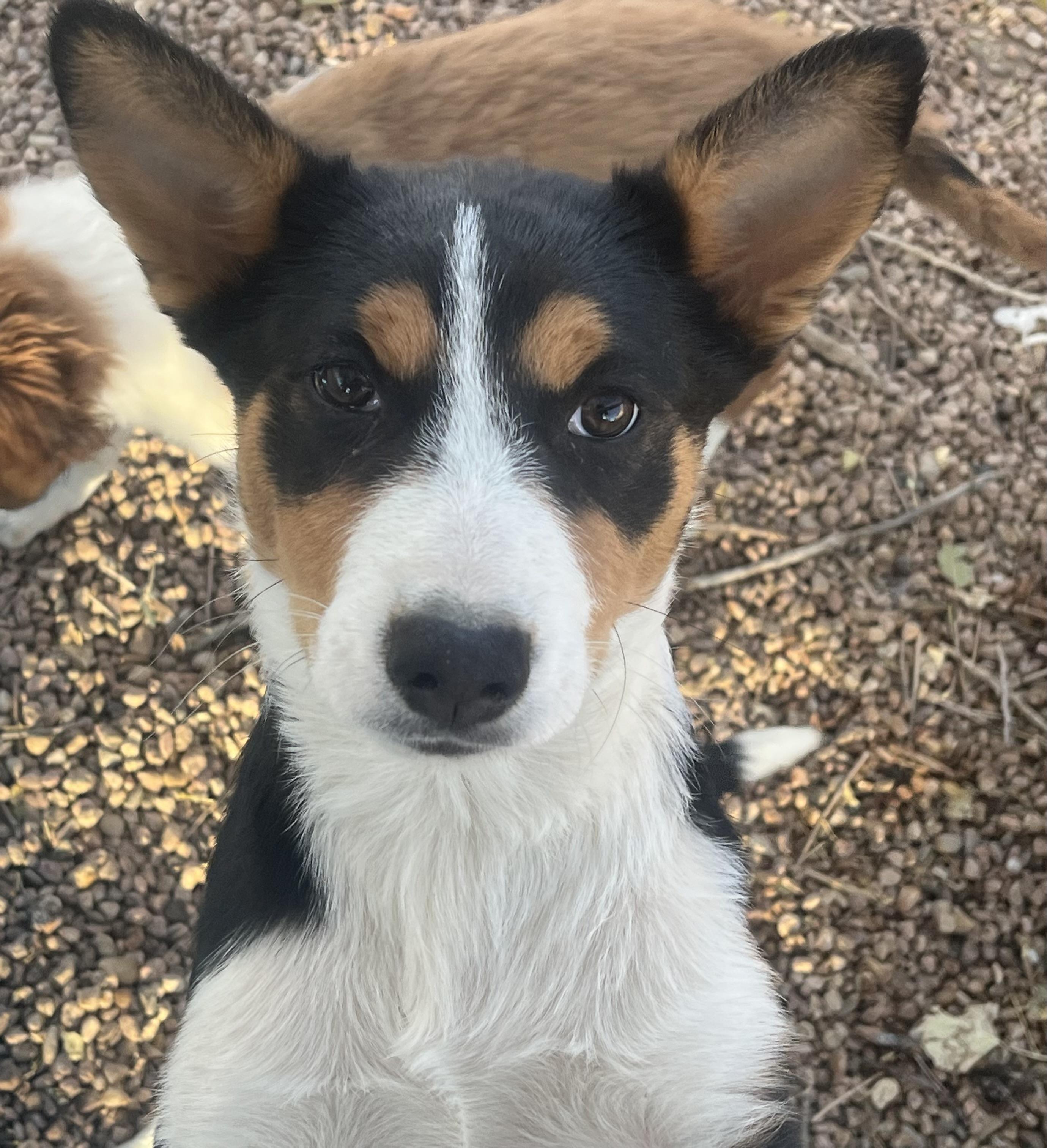 Enlarge Annie Oakley, a Adoptable mixed breed in Longmont, CO image 1/1
