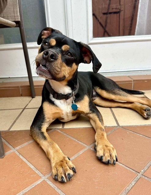 SPARKEY, Adoptable, Young Male Boxer.